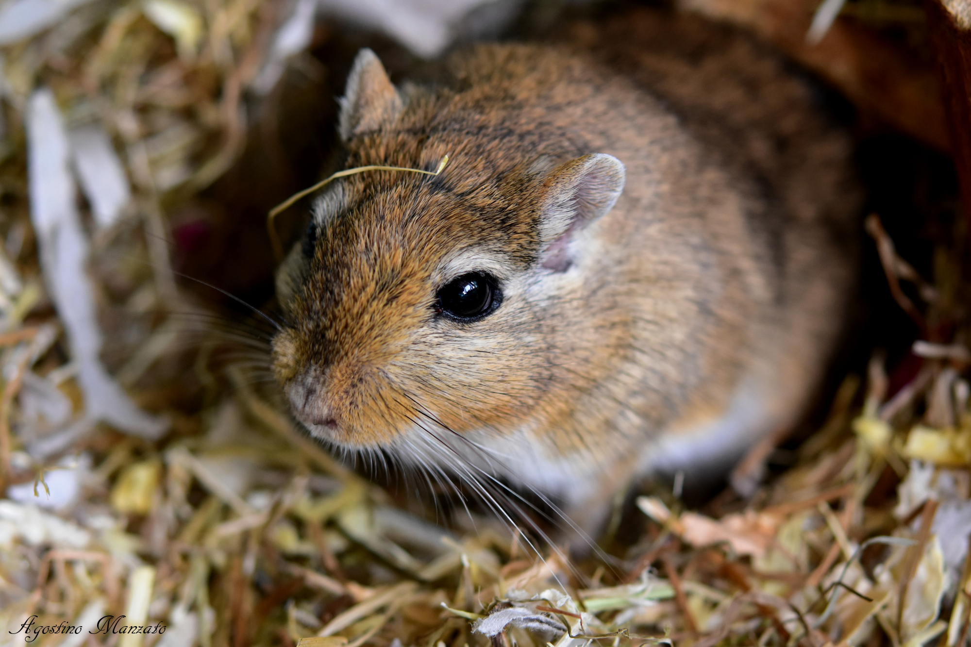 Gabriele il Gerbillo