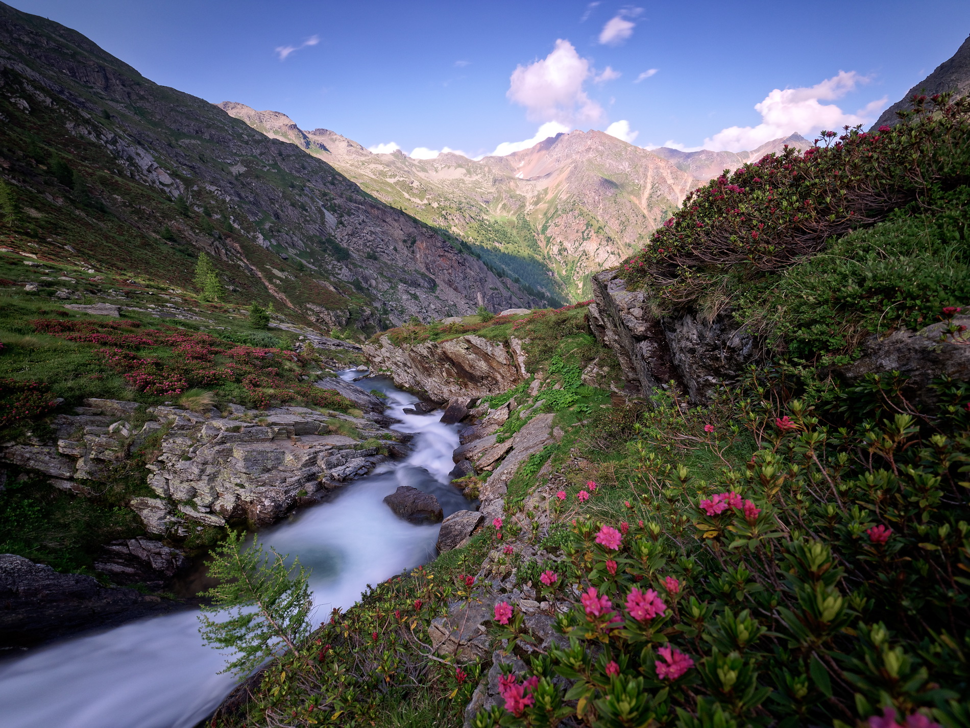A valley of Rhododendrons