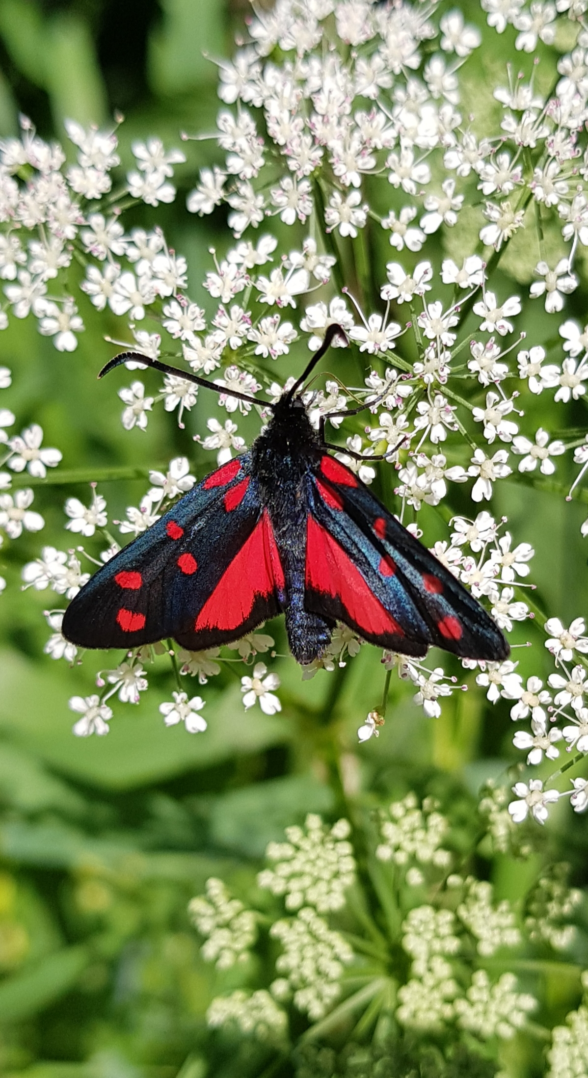 Farfalla della Pimpinella