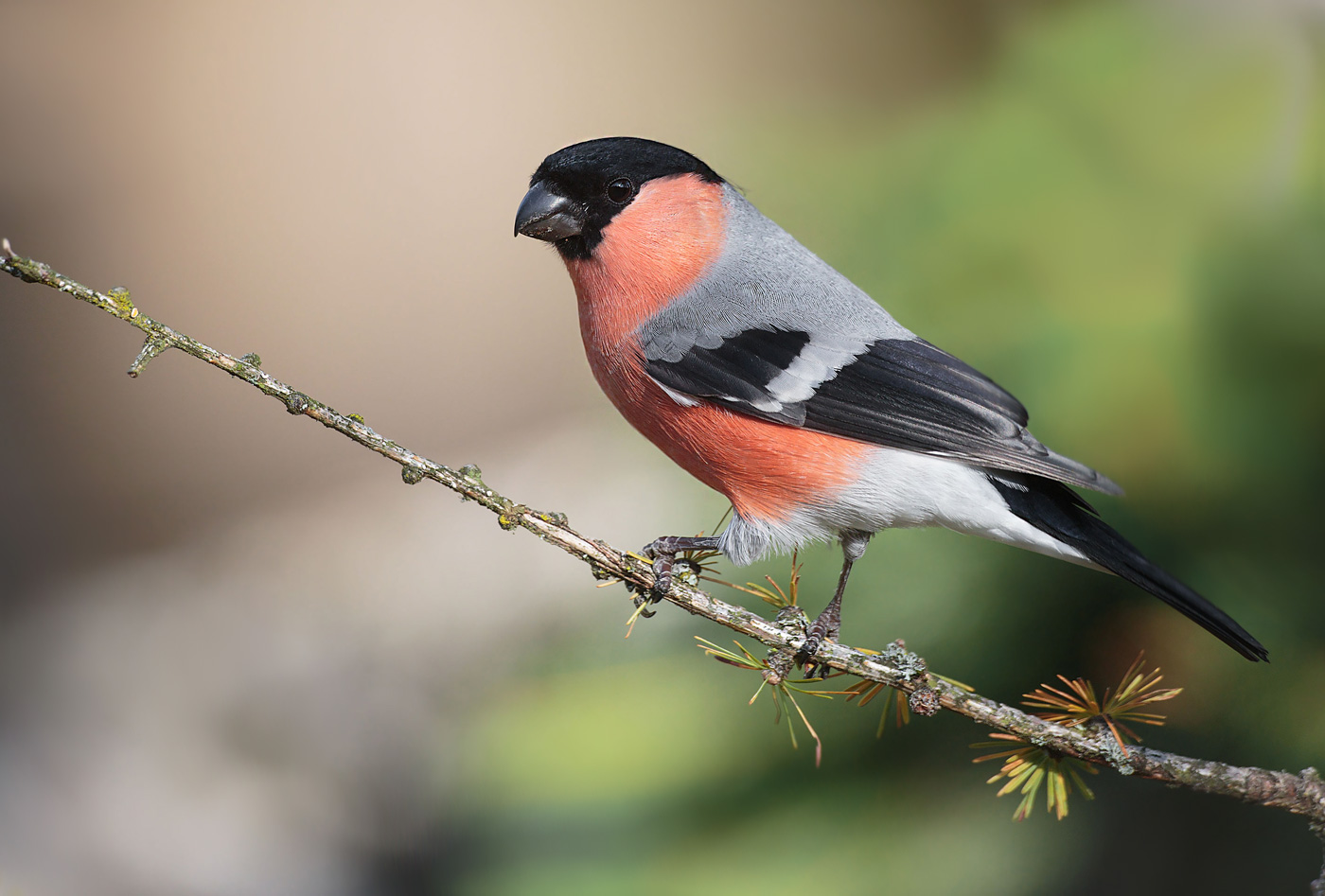 Ciuffolotto e larice