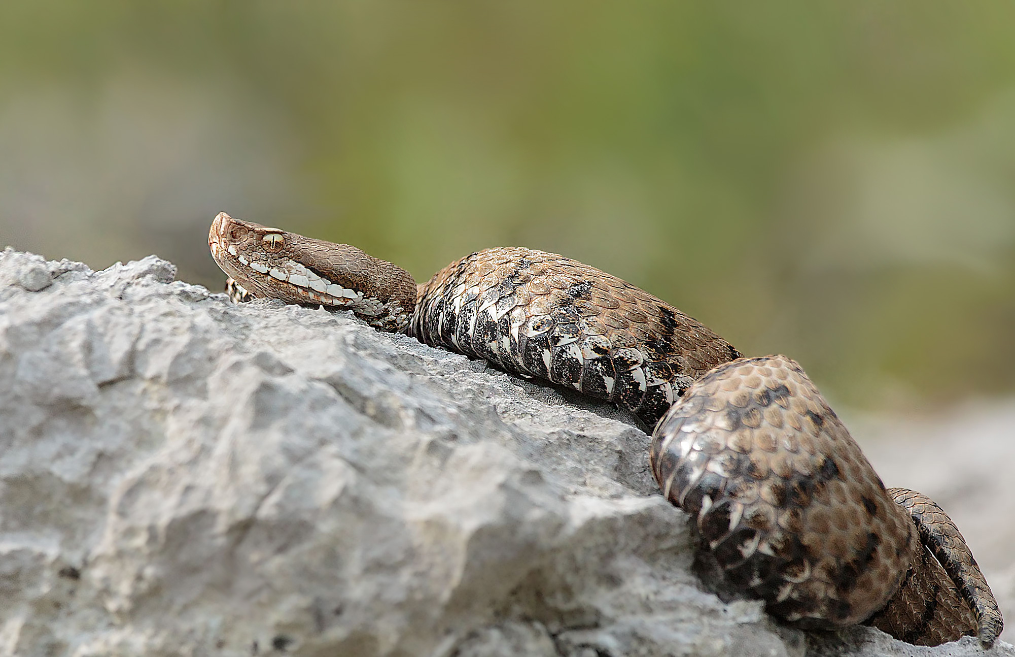 Vipera Aspis