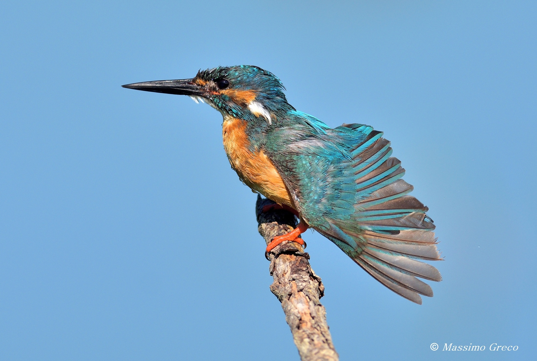 Kingfisher