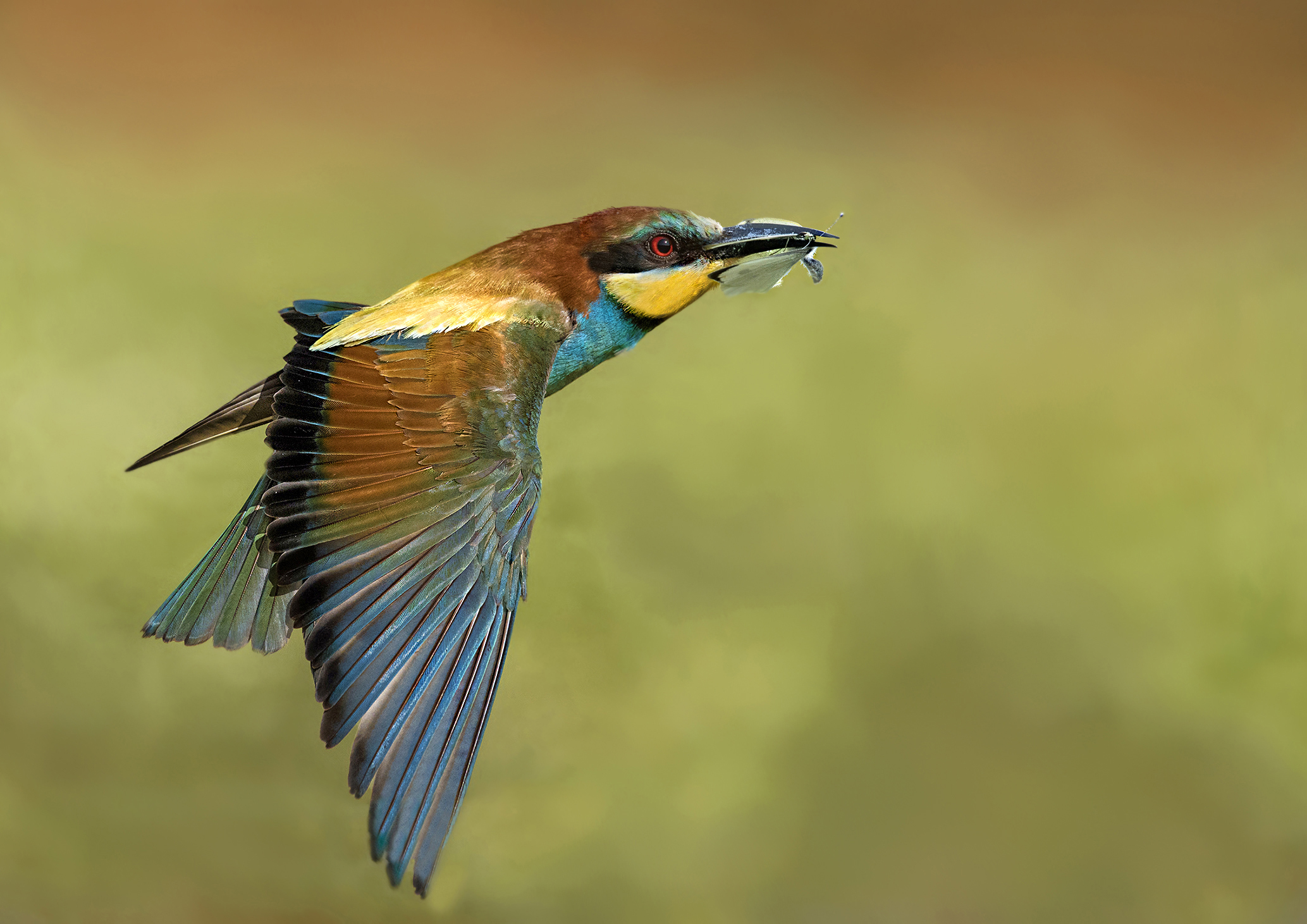 Eater steering wheel