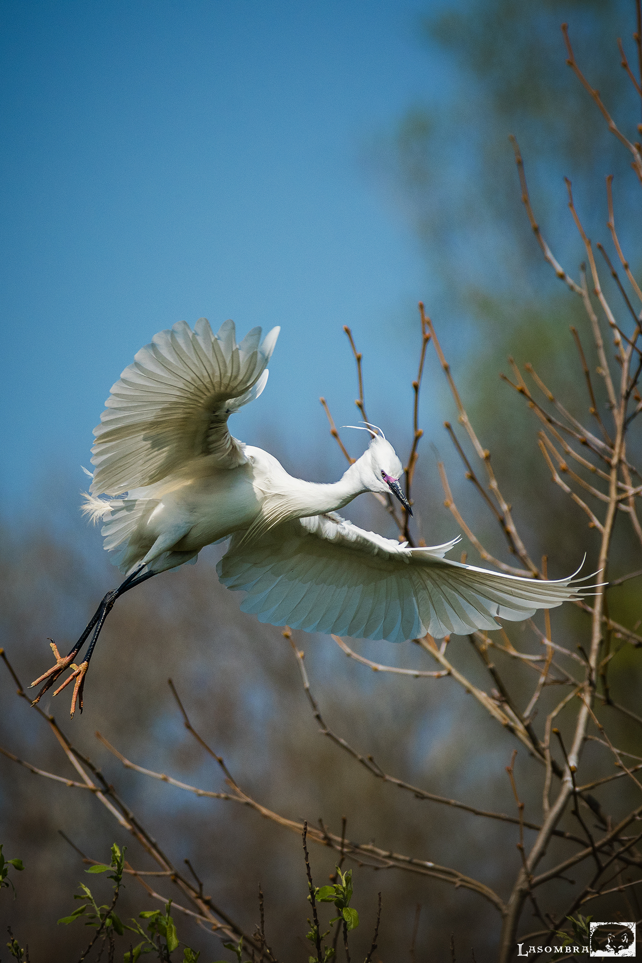 Egret