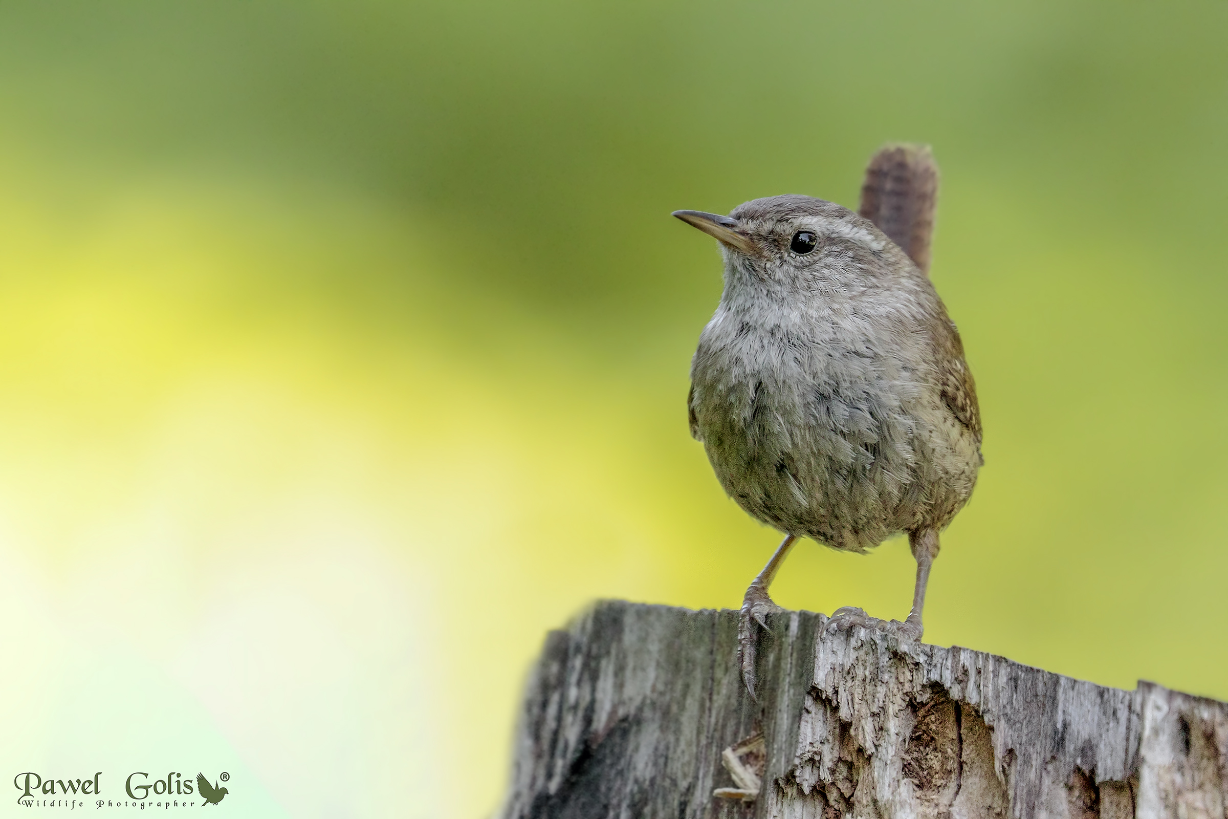 Wren