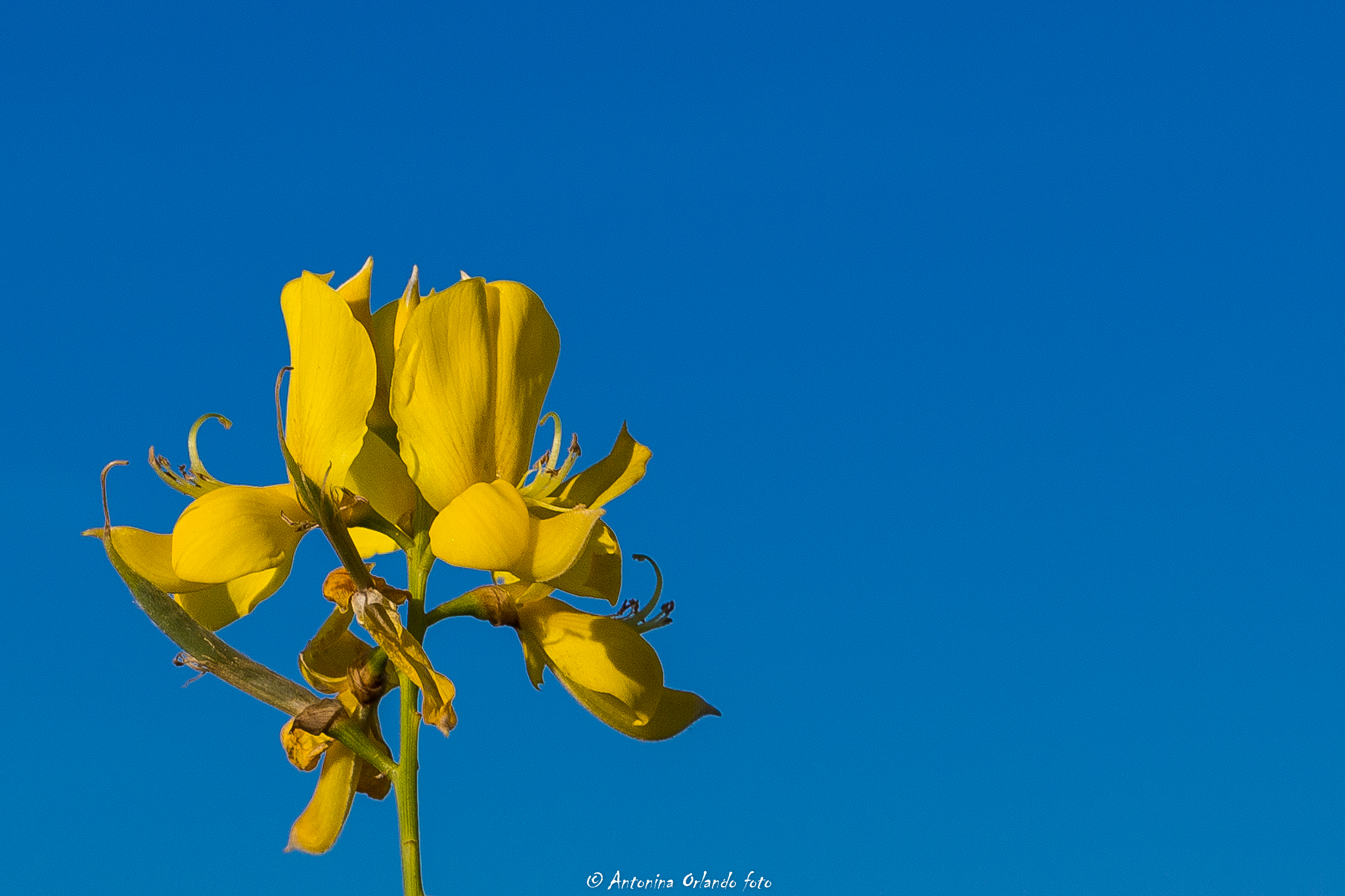 Contrasts in summer.