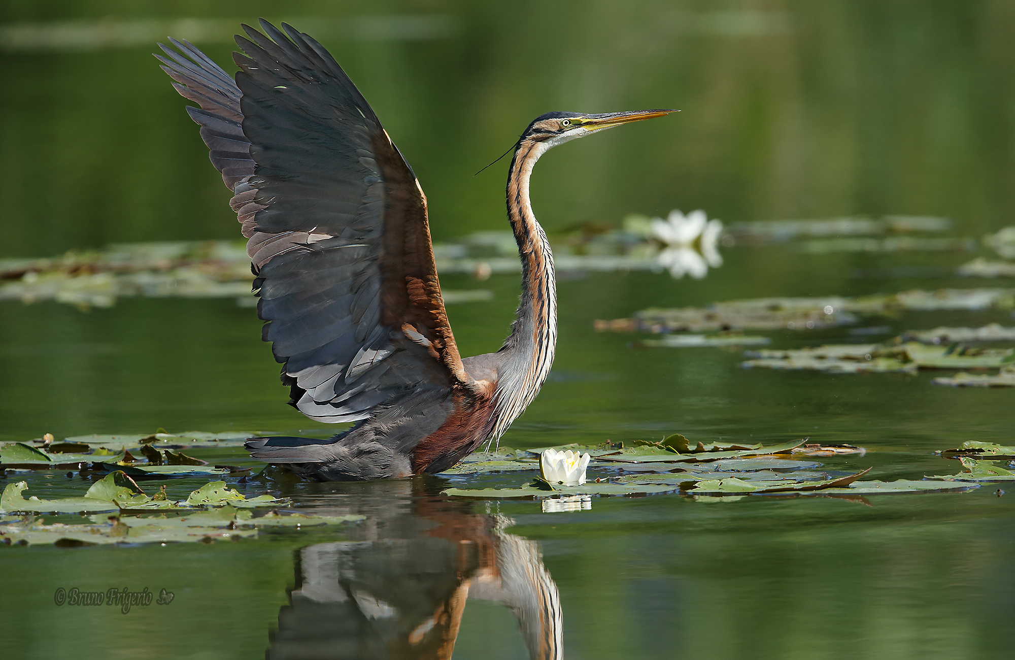 Red Heron