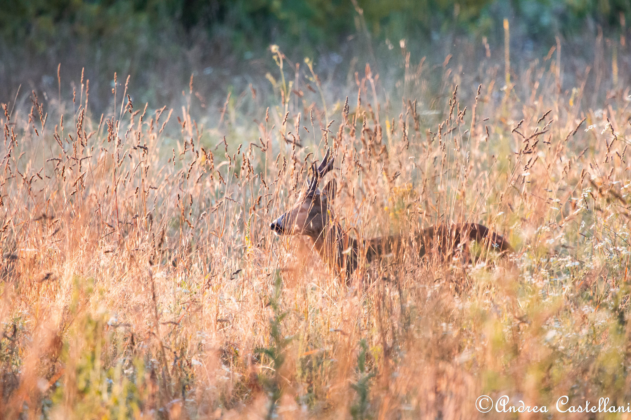 In the morning he has the gold in his mouth