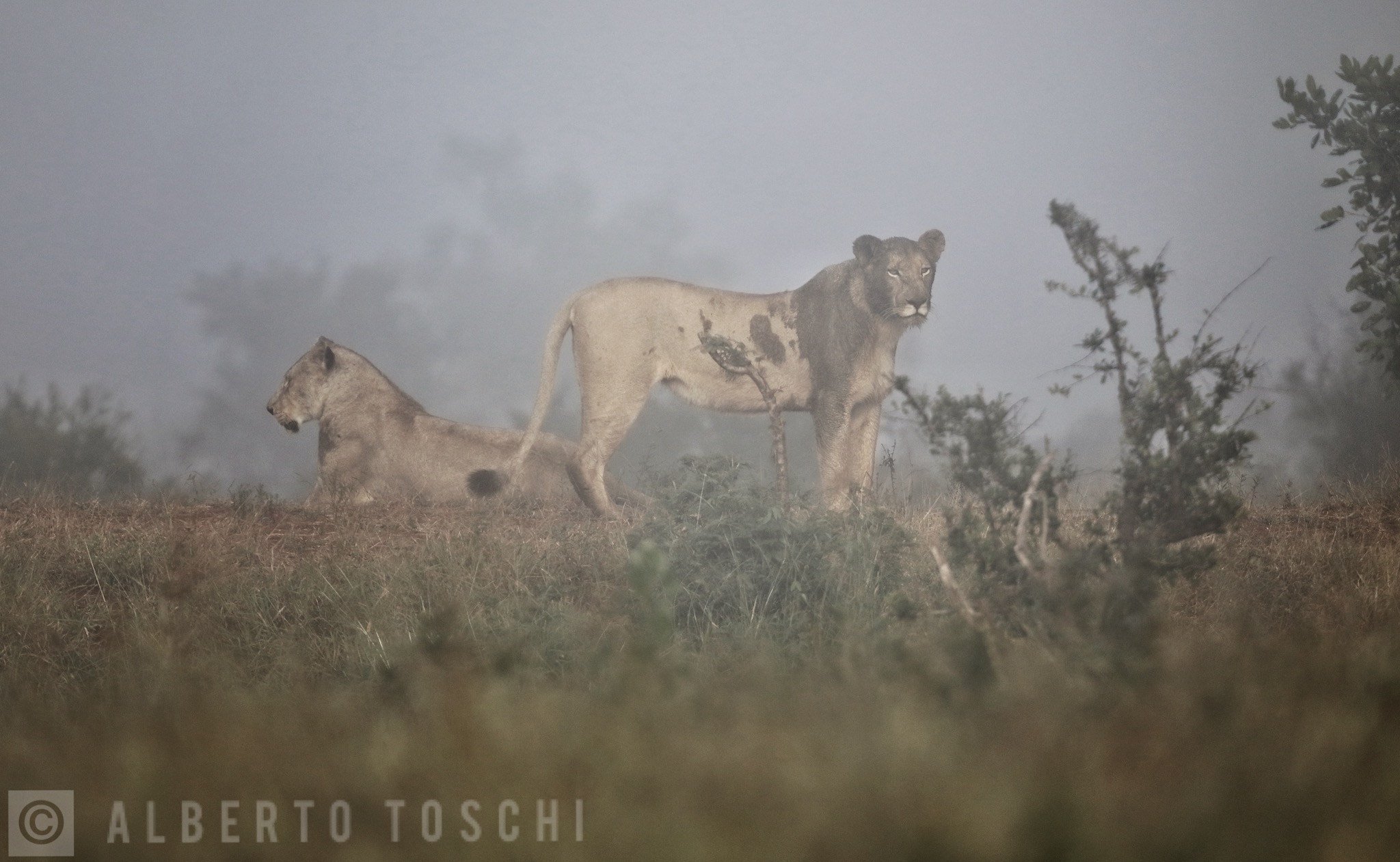 Lioness in the morning fog