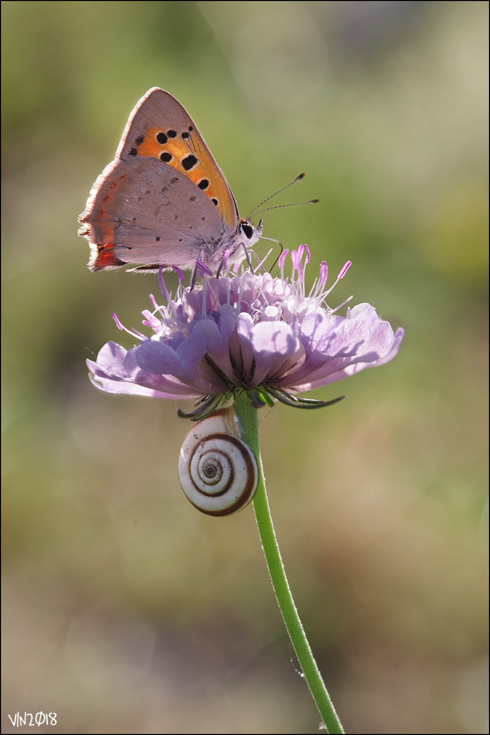 Lycaena phlaeas, parco del fiume Serio, luglio 2018