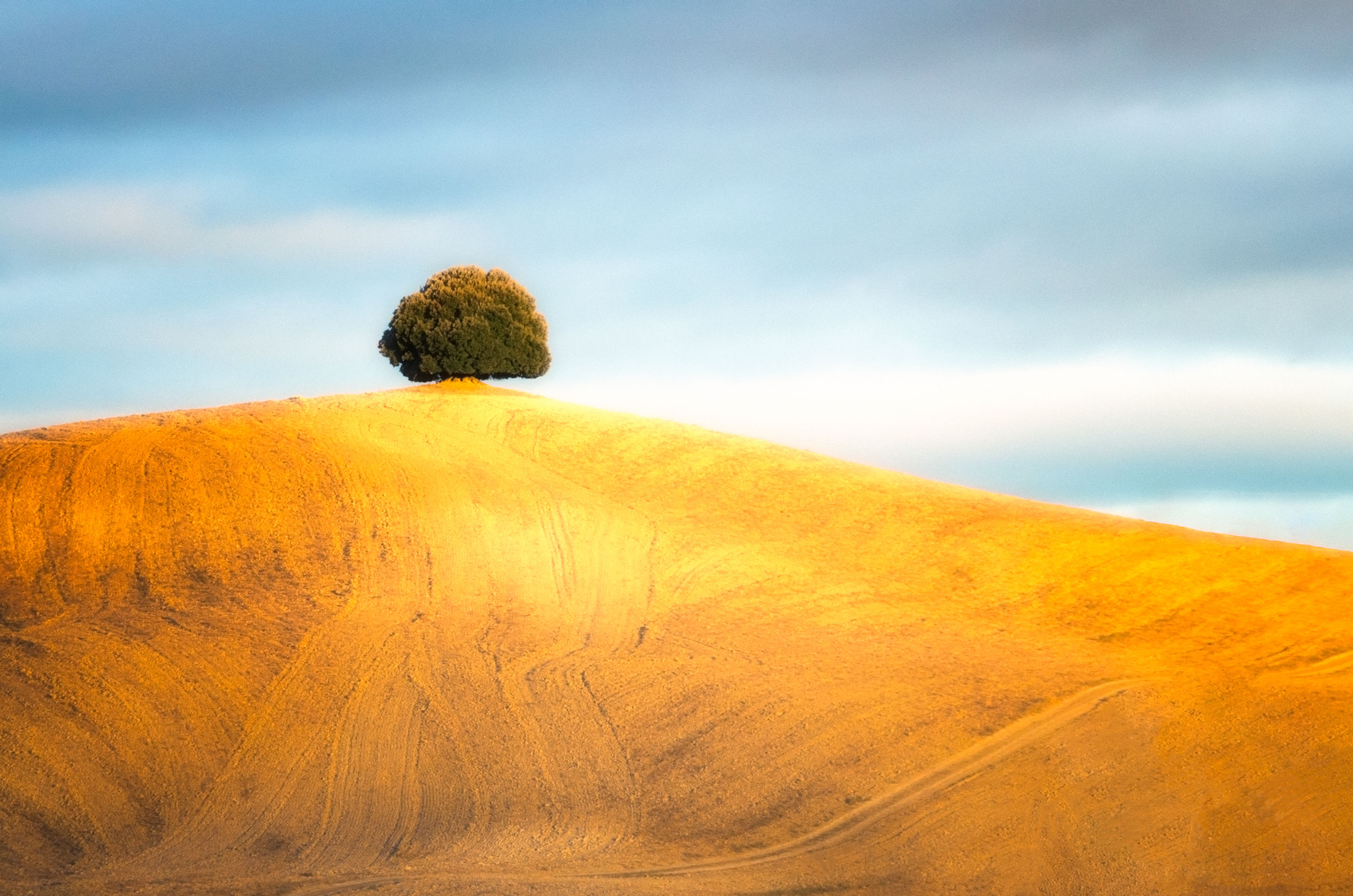 La quercia secolare e solitaria
