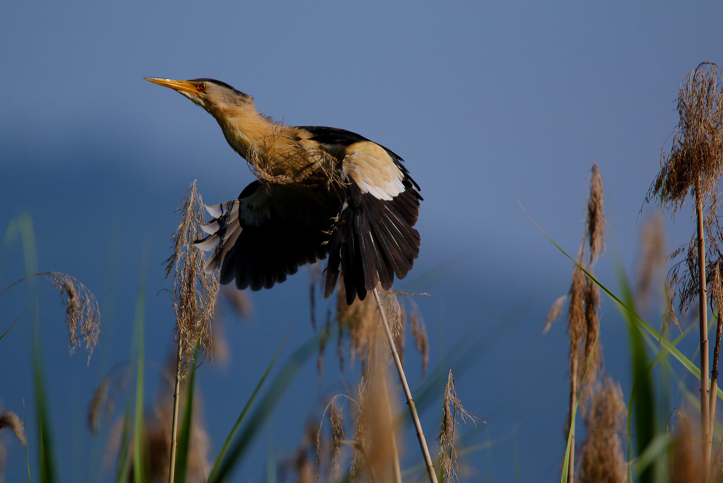 Bittern Male