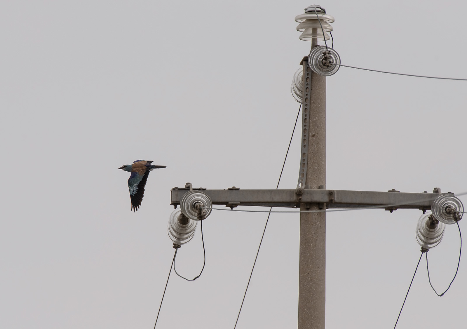 Il posatoio della Ghiandaia M.