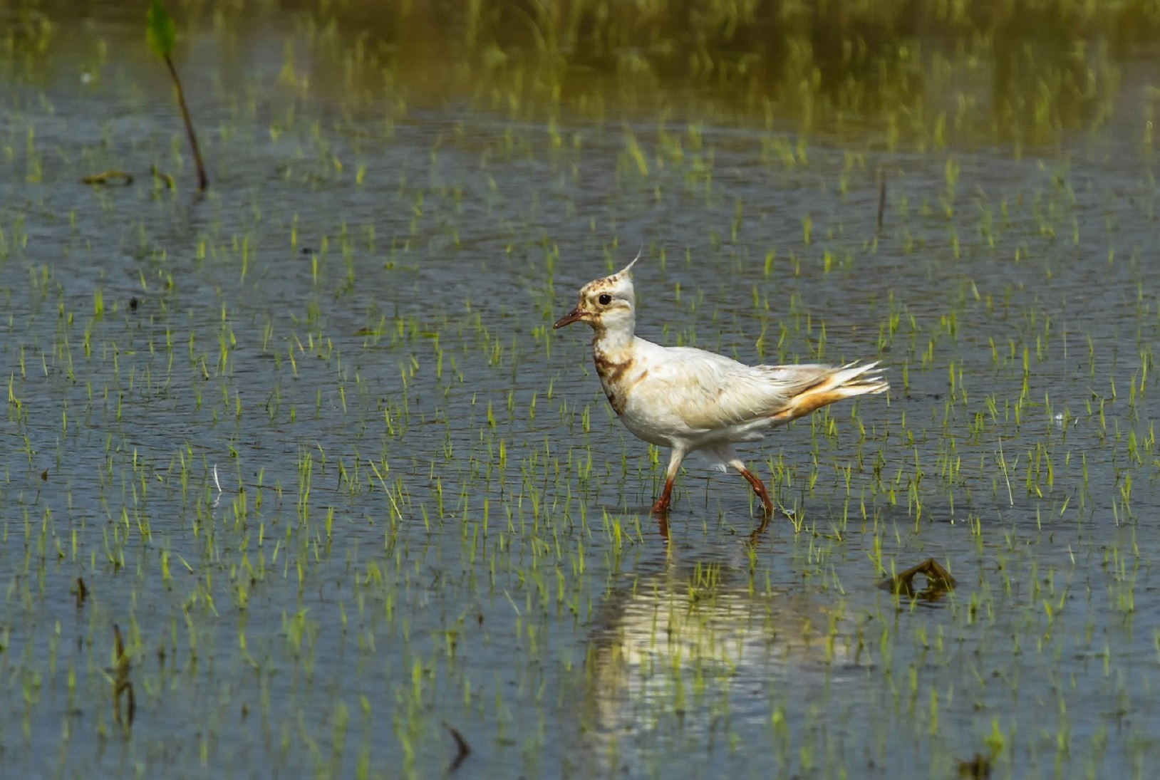 Lapwing Isabella (F)
