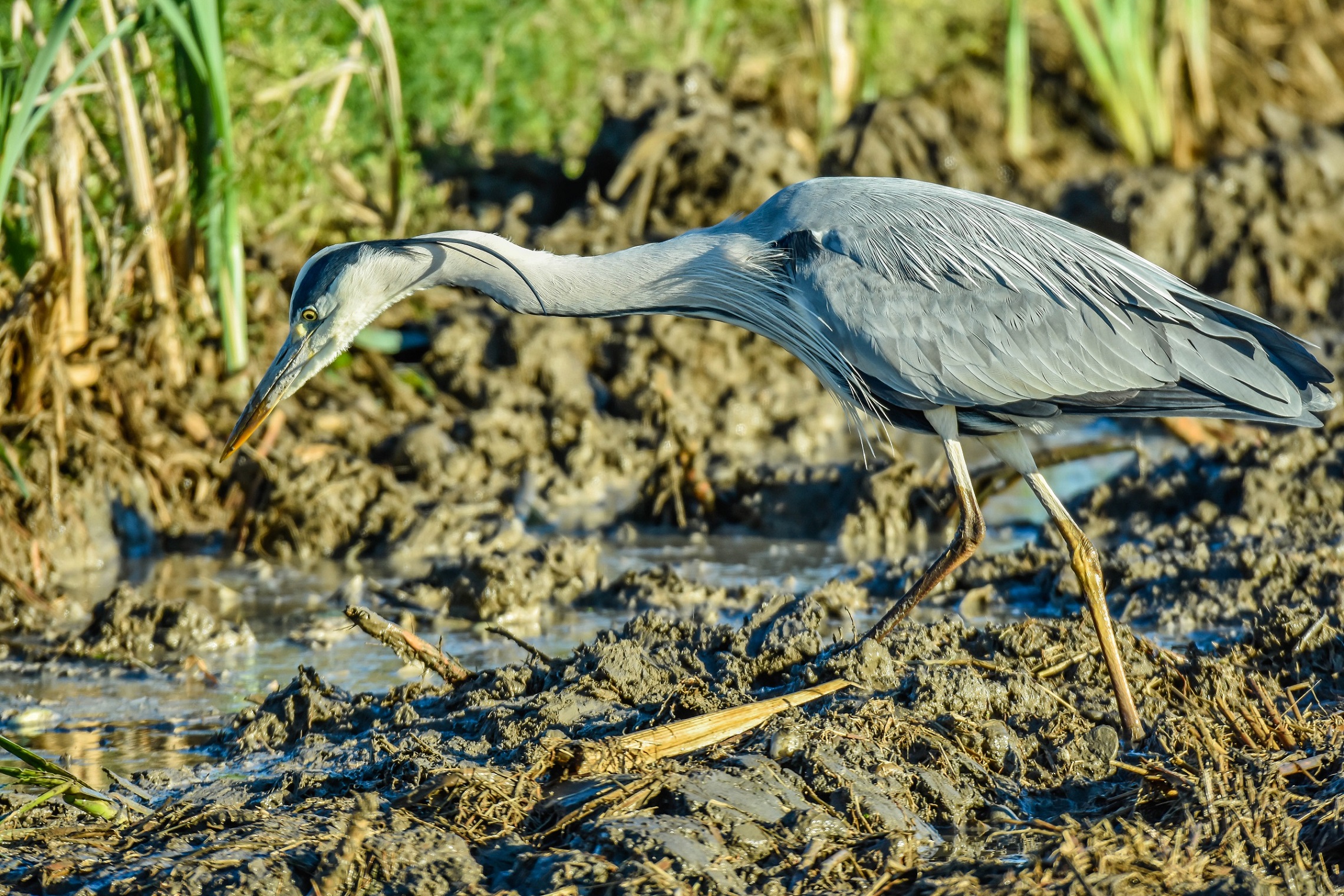 Heron
