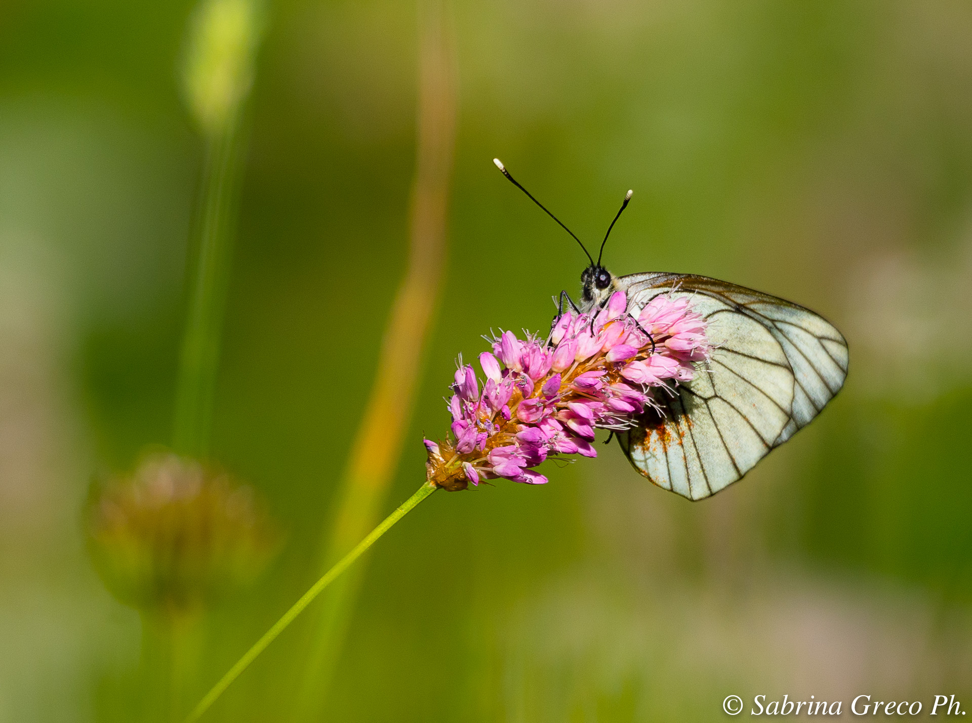 Farfalla Parco Nazionale Gran Paradiso