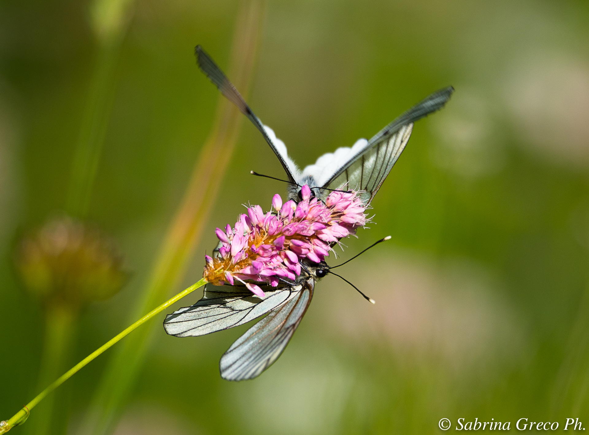 Farfalle Parco Nazionale Gran Paradiso