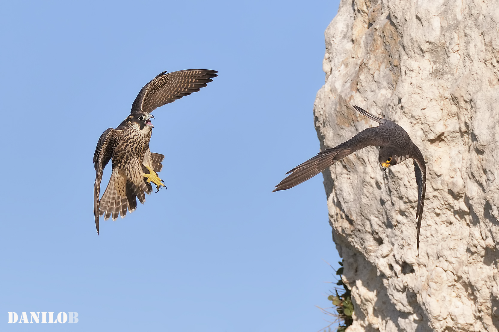 Couple of young pilgrims