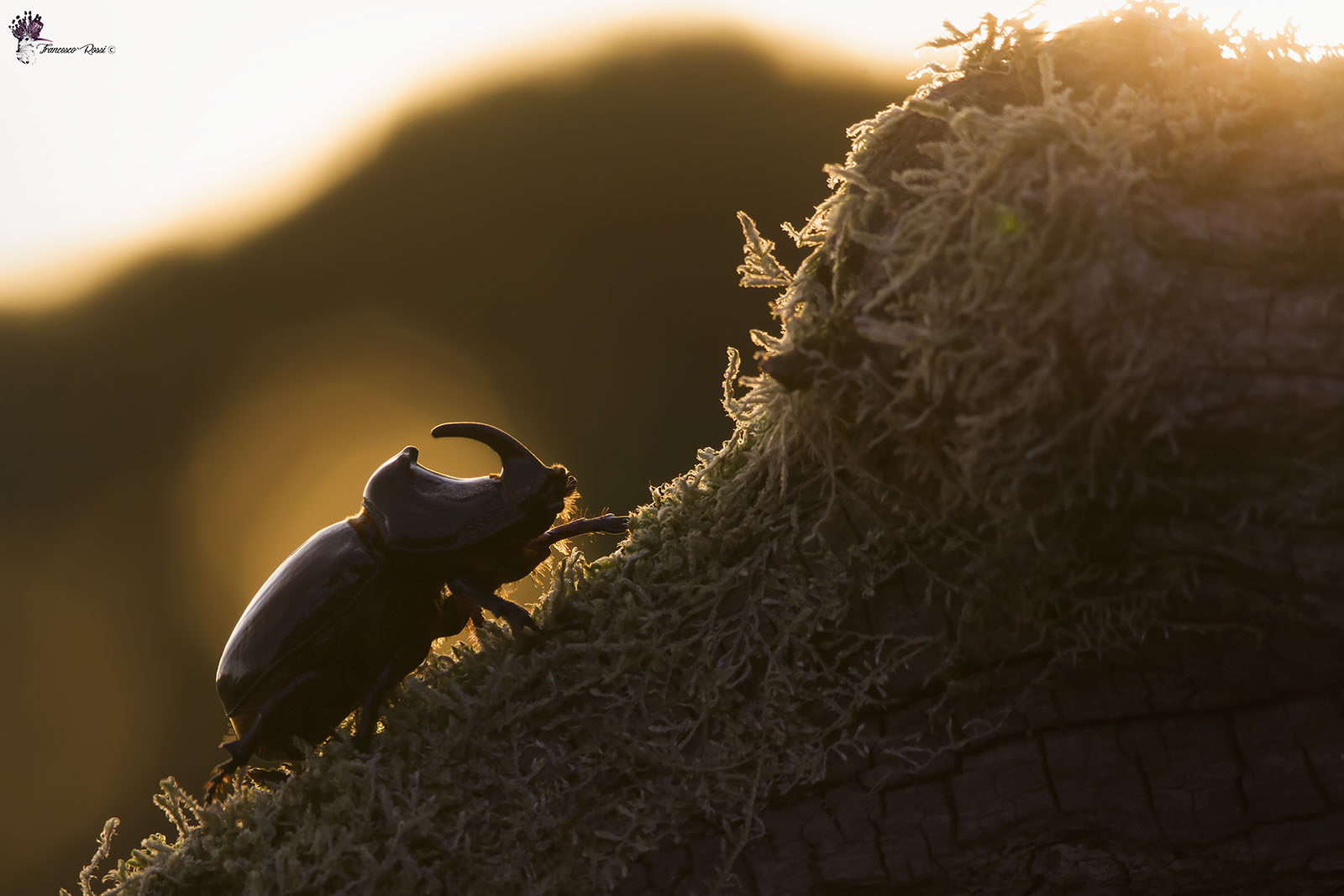 Rhinoceros beetle (Oryctes nasicornis)