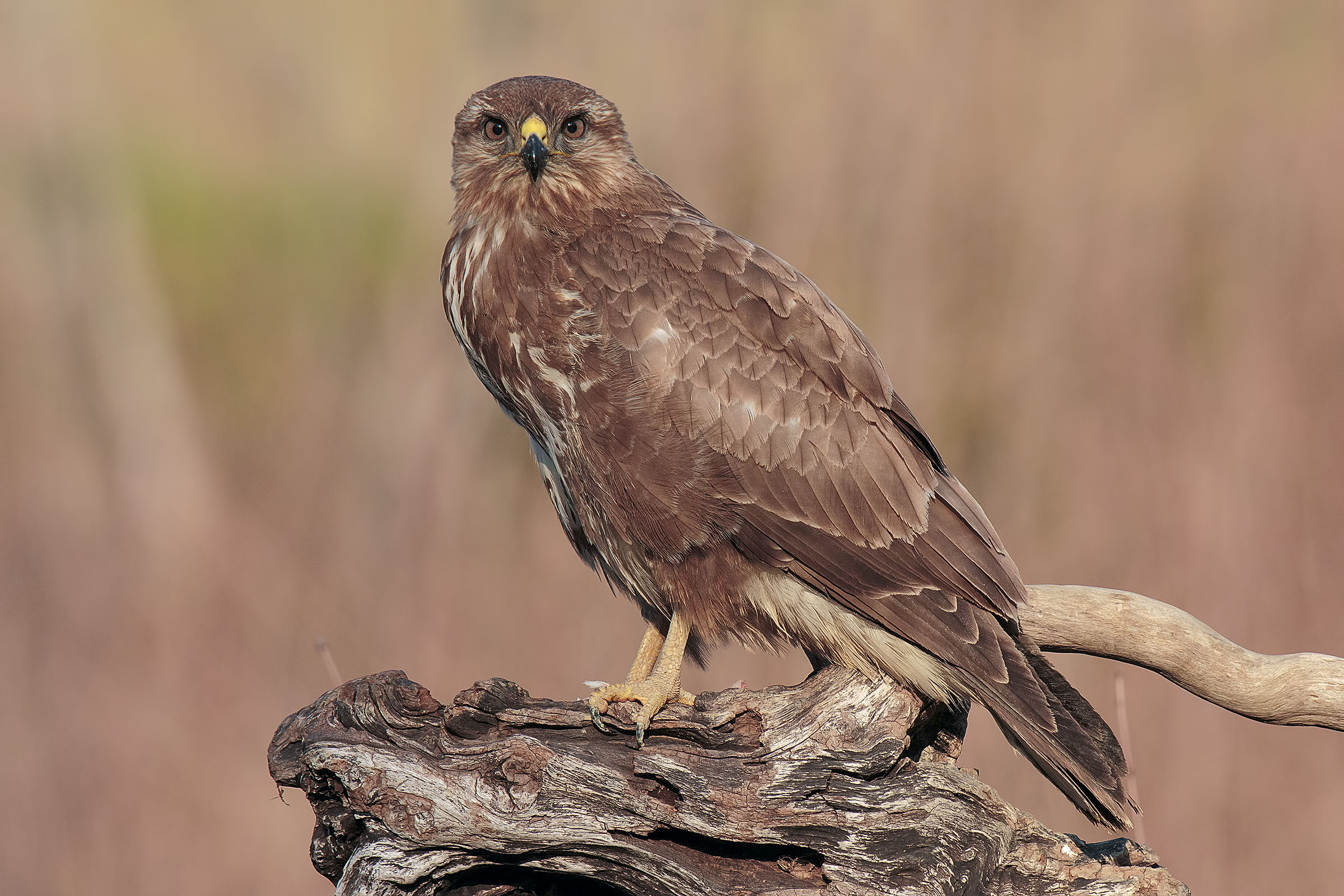 Buzzard on a beautiful winter afternoon
