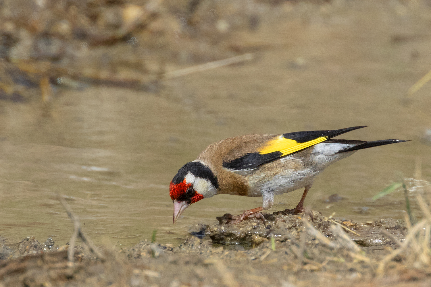 Goldfinch