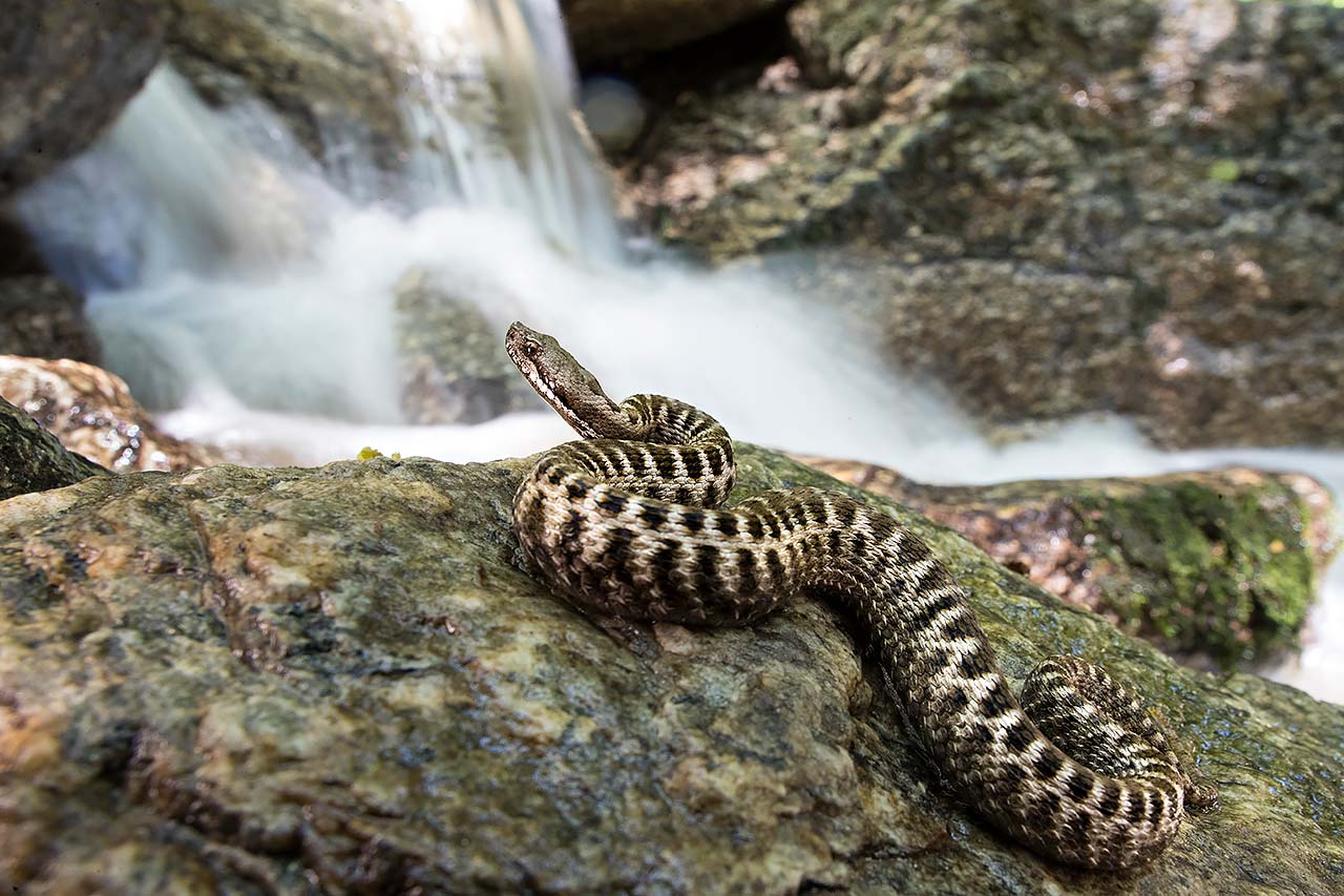 Vipera Aspis aspis