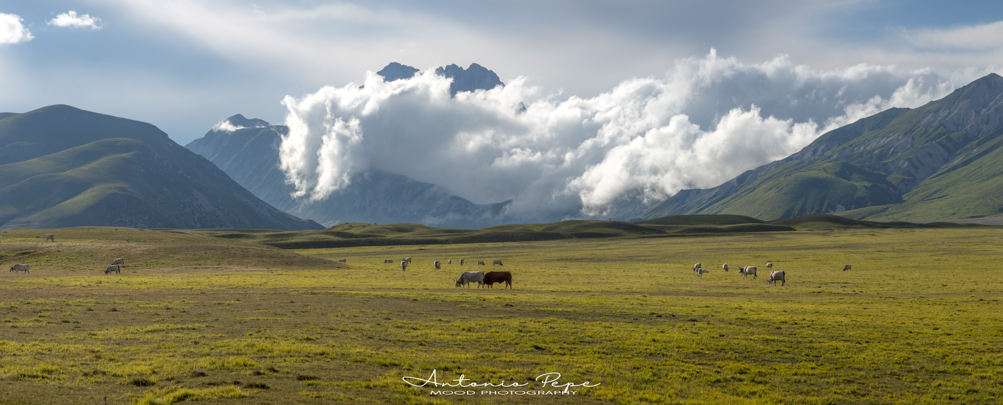 tranquilla indifferenza