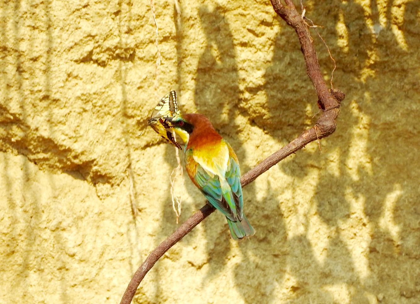 Bee-eater