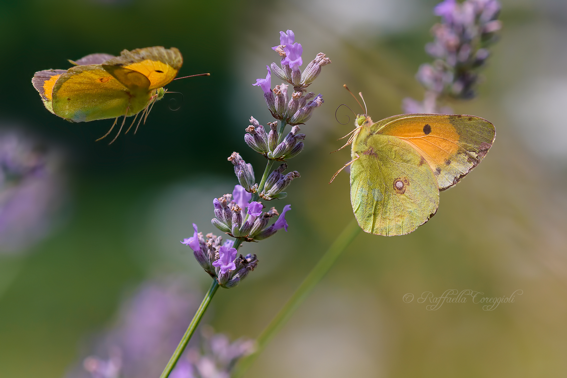 In Flight on the lavender