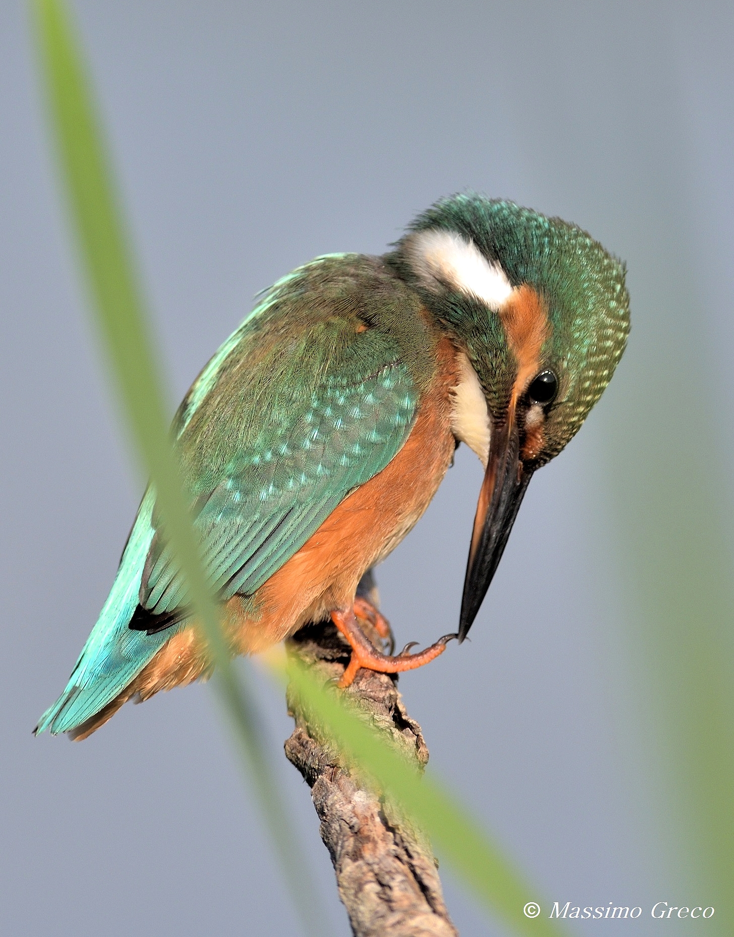 The Martina makes the pedicure