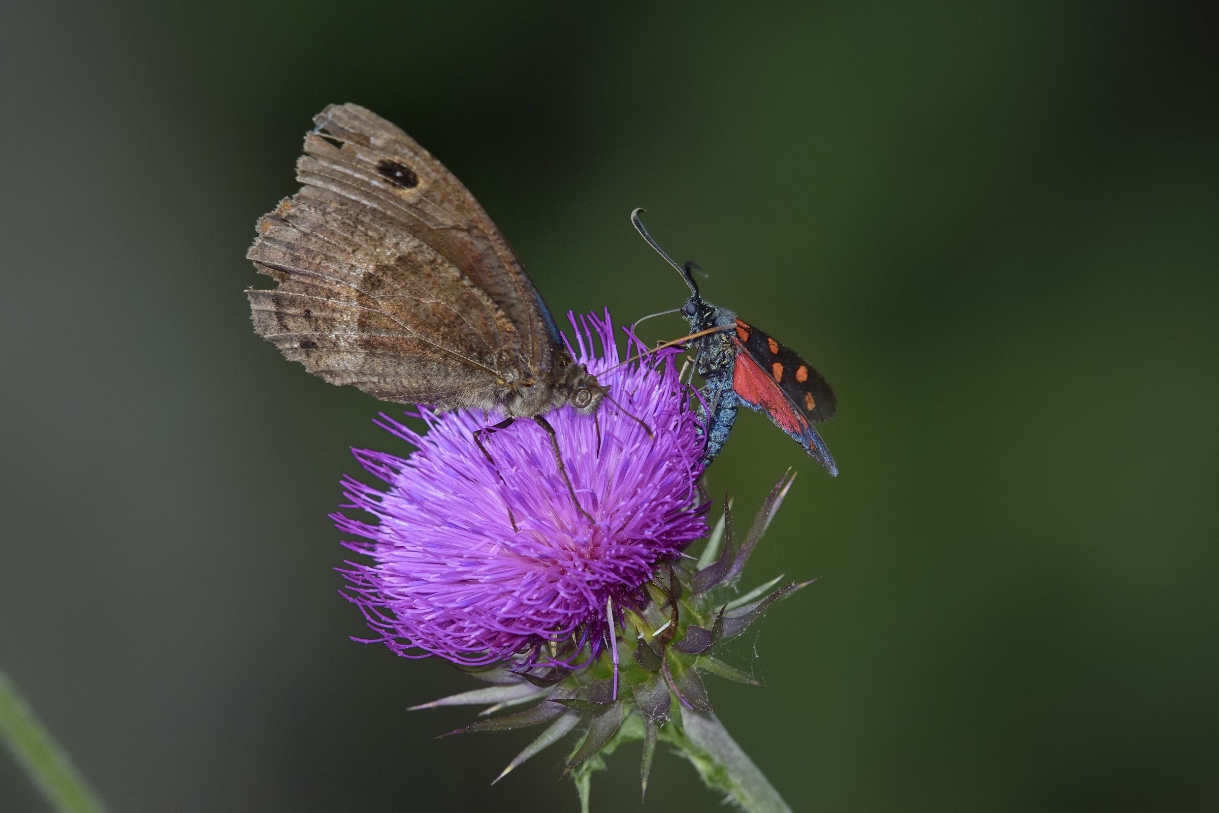 zygaena et satirum ferula