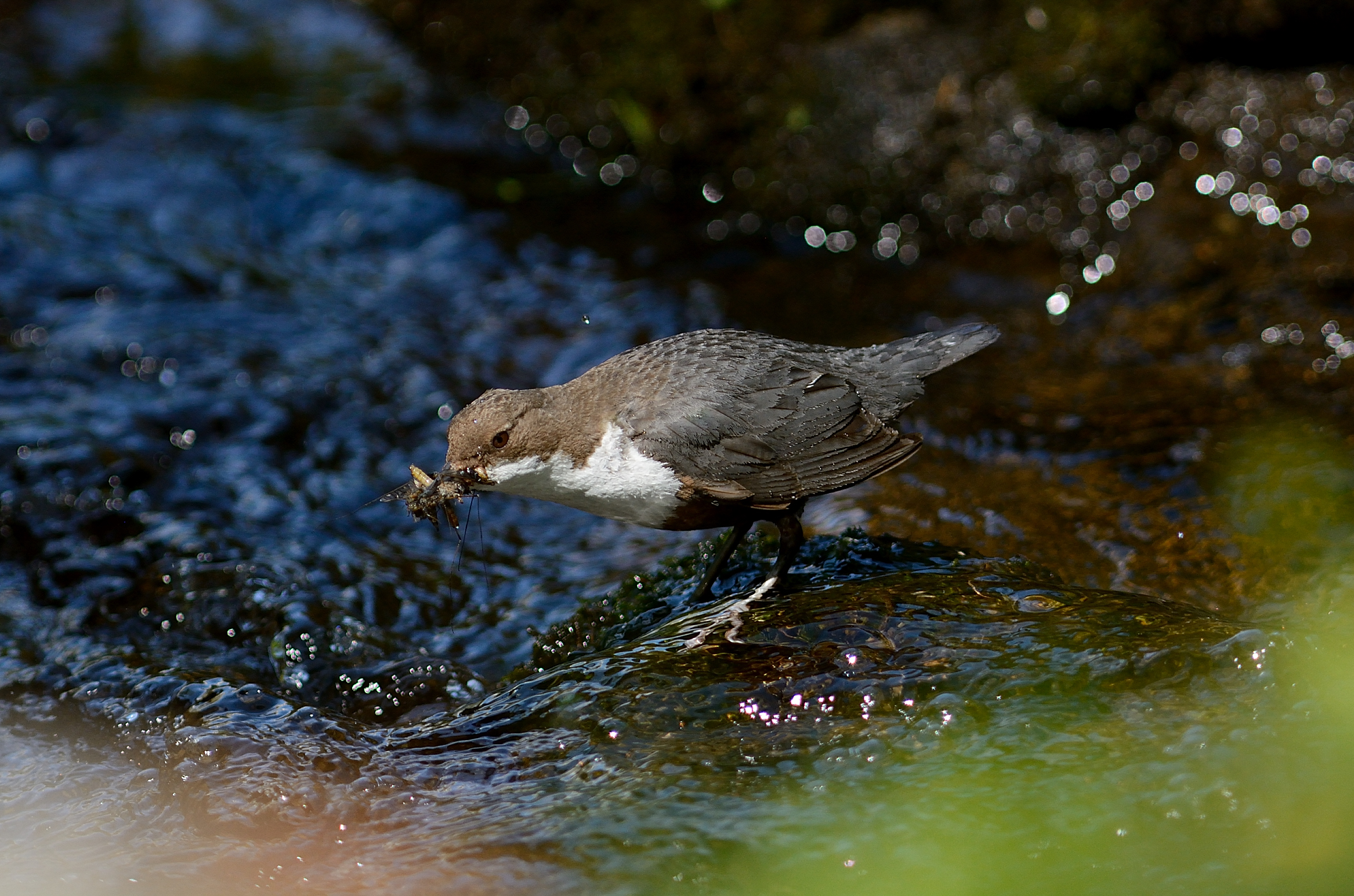 Blackbird Dipper