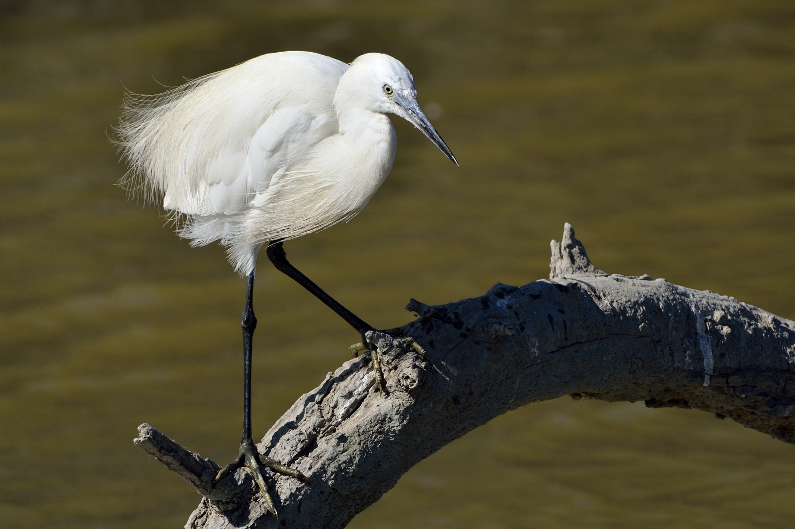 Egret