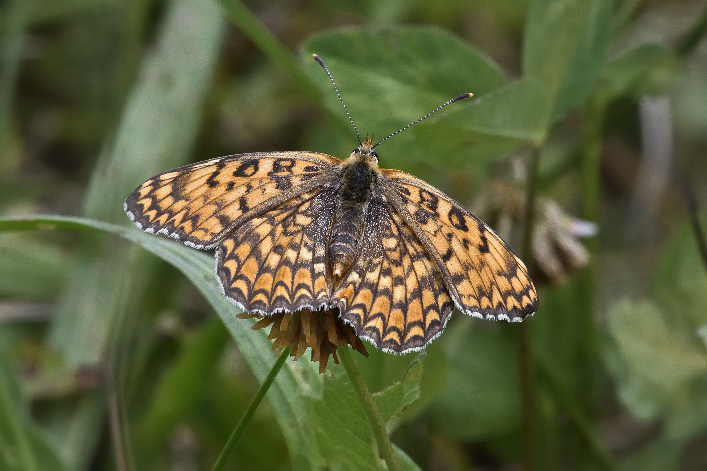 Melitaea lato A