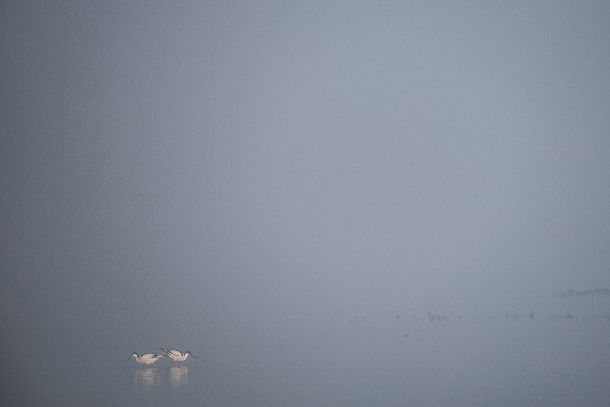 Avocets at dawn