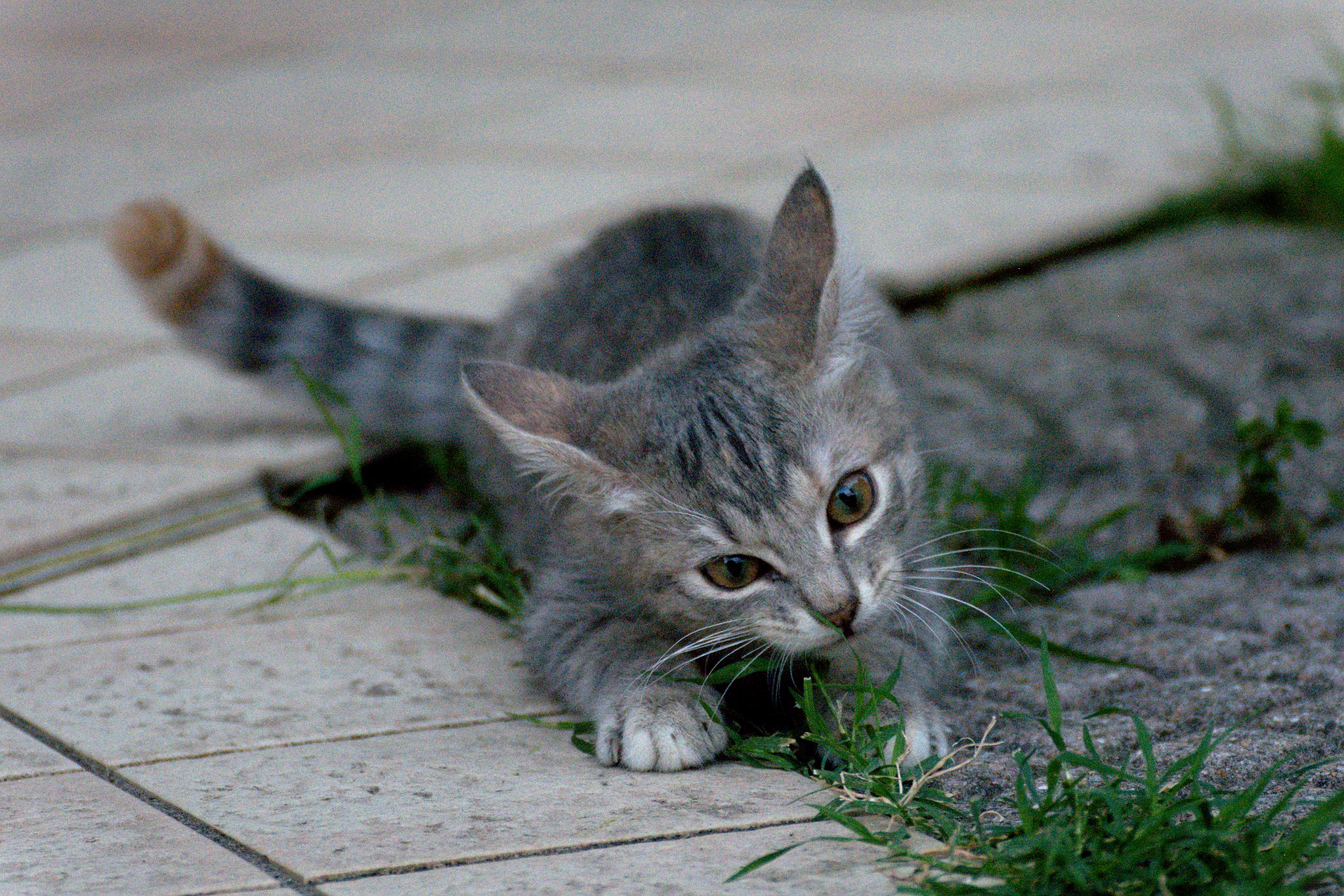 I'm going to eat you!