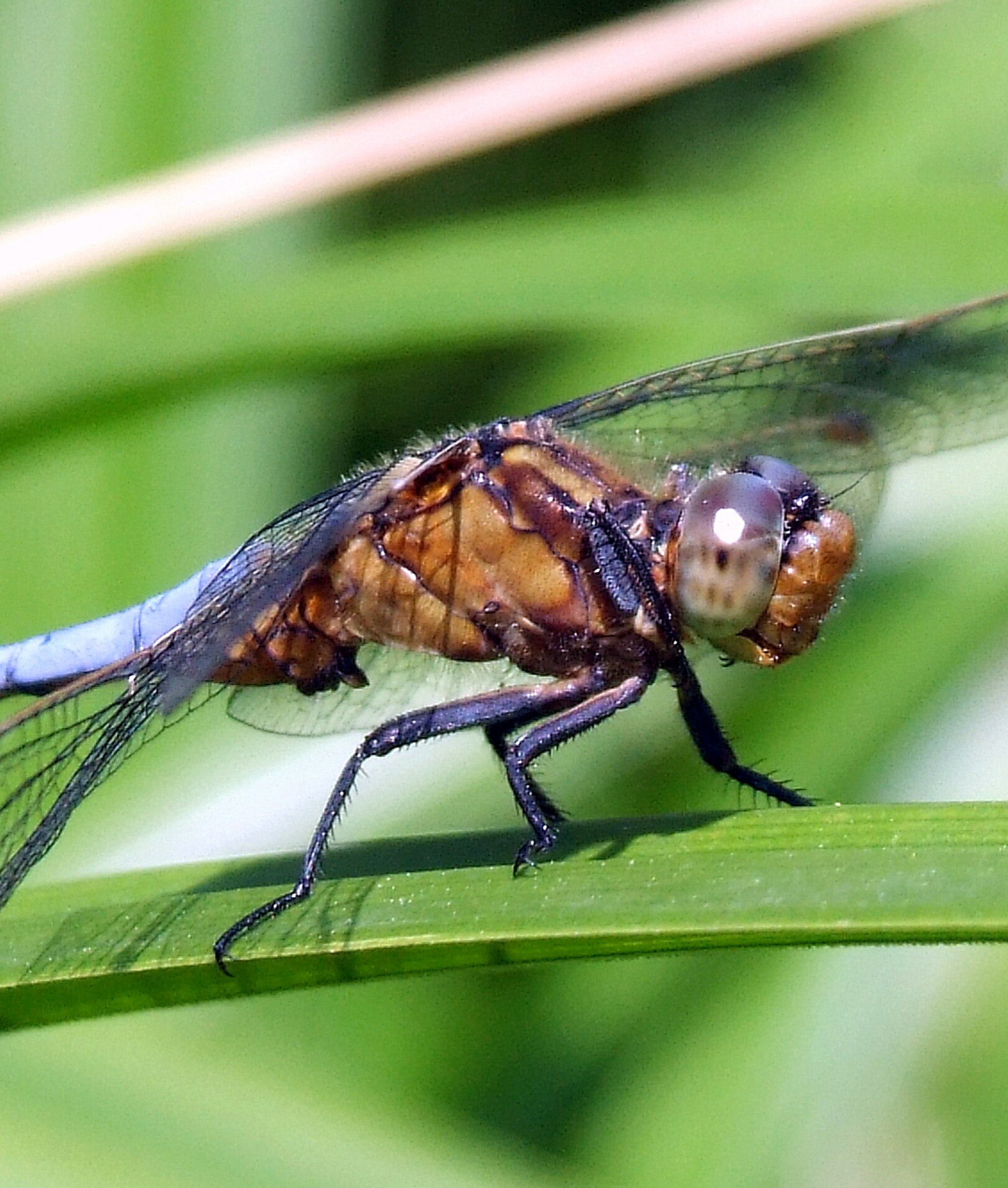 "Orthetrum coerulescens" male...
