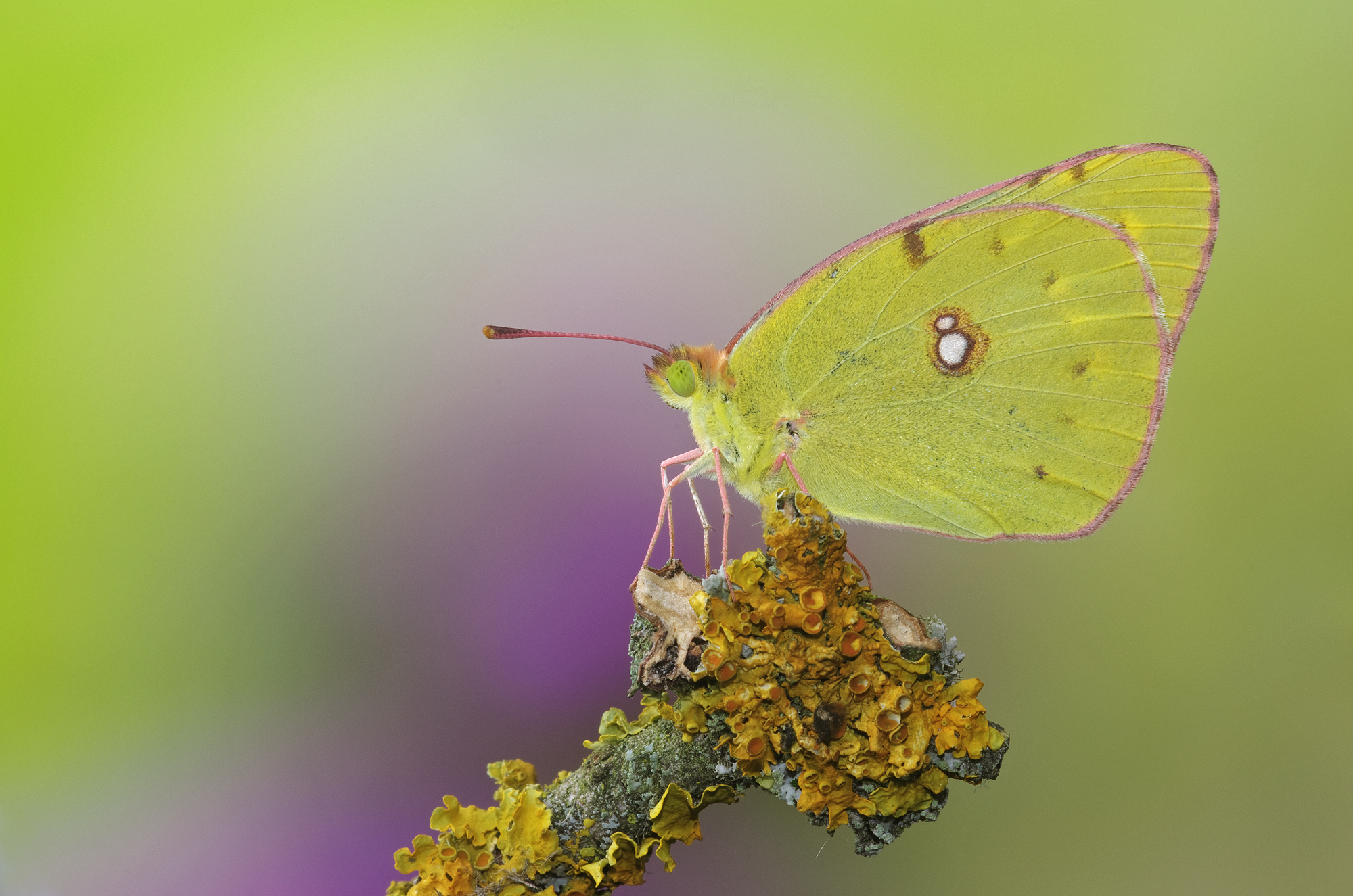 Colias crocea