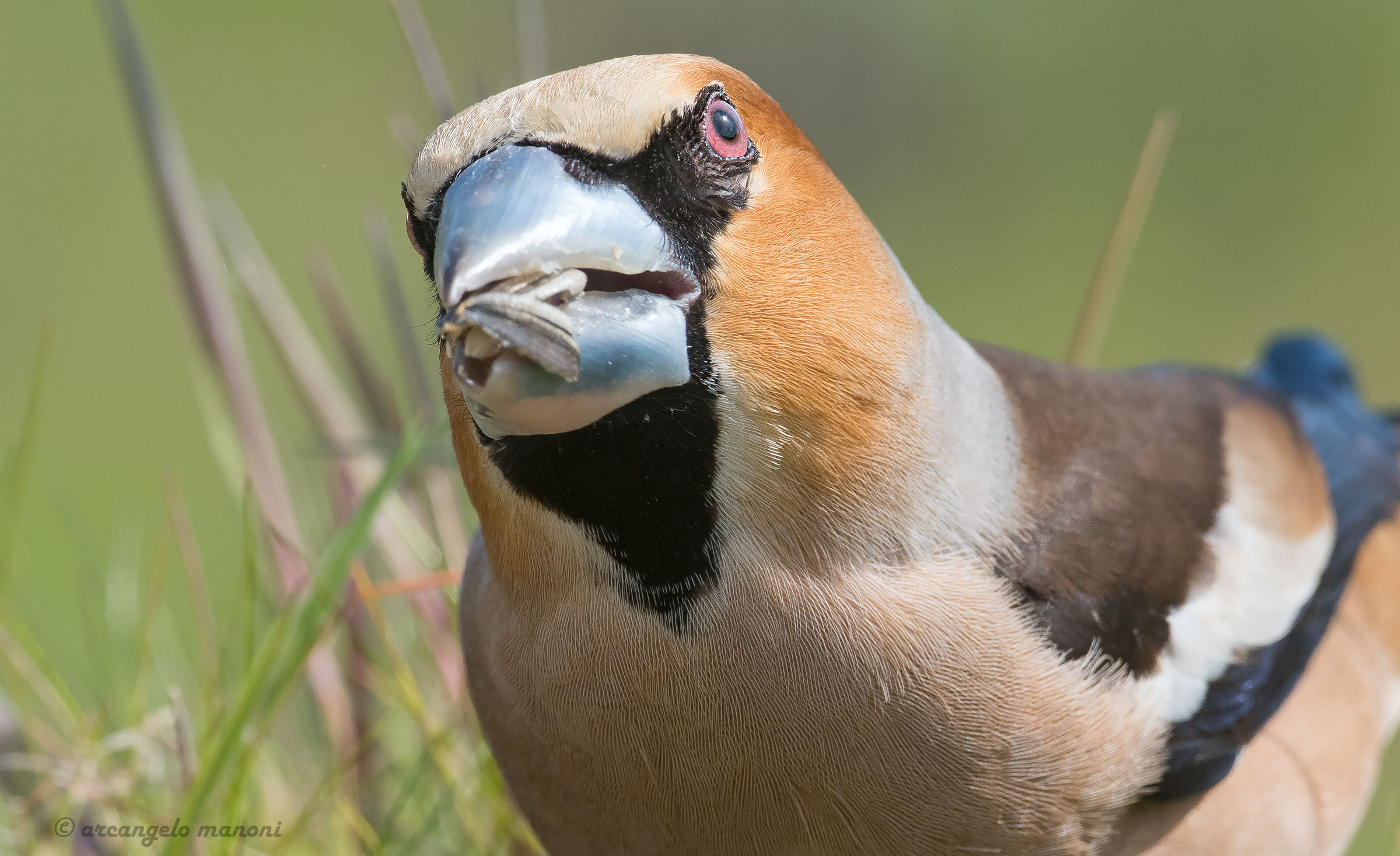 The Eye of the Hawfinch