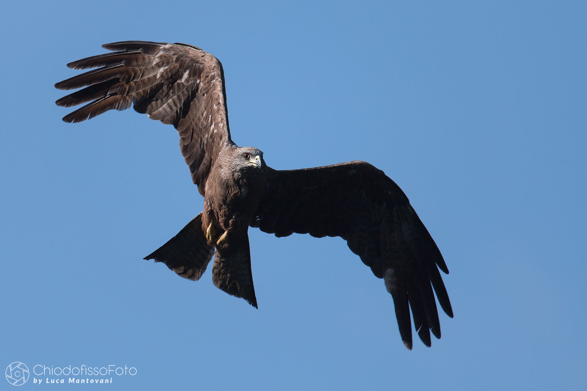 Il nibbio si prepara alla picchiata
