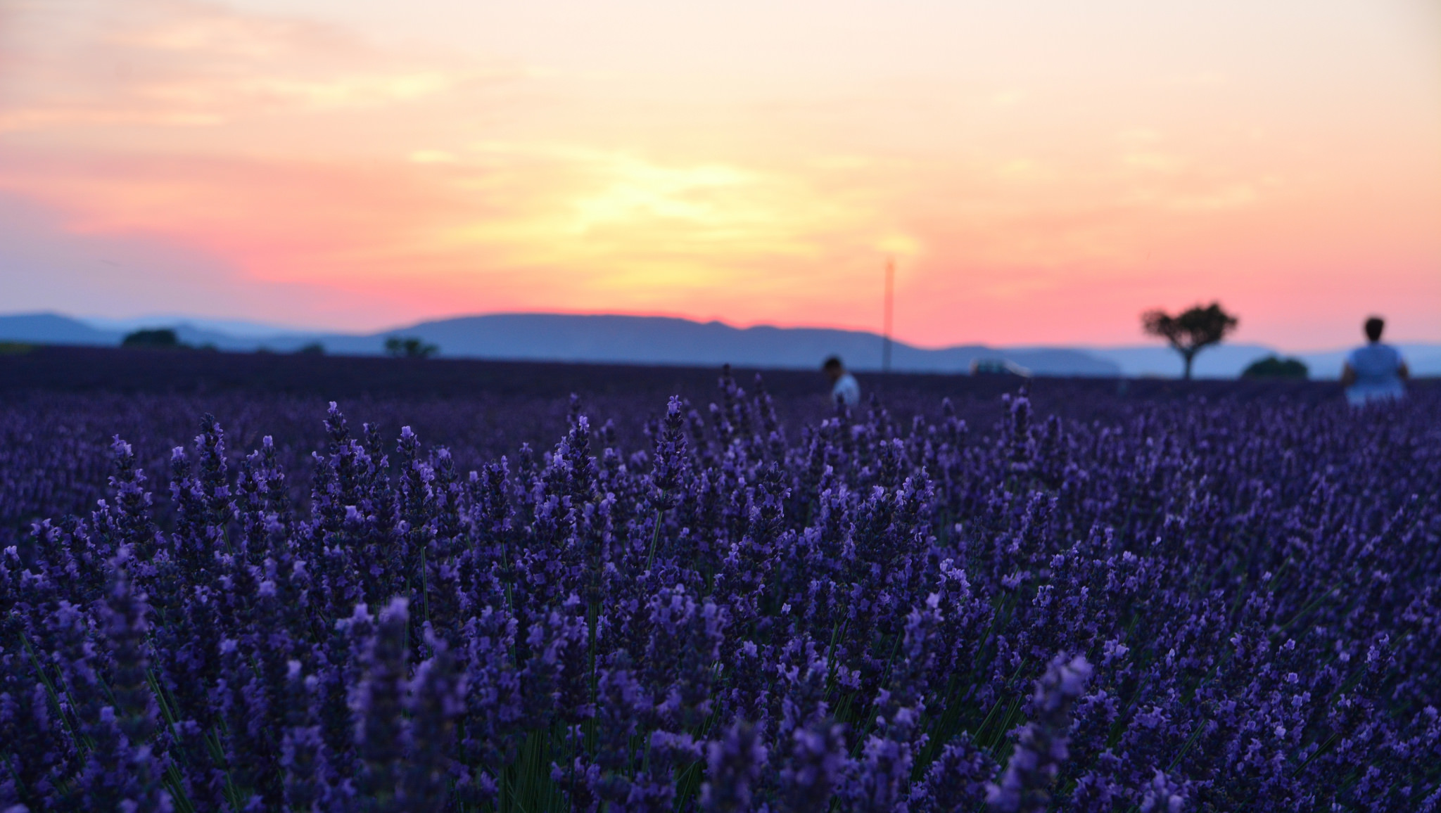 Lavanda Sunset