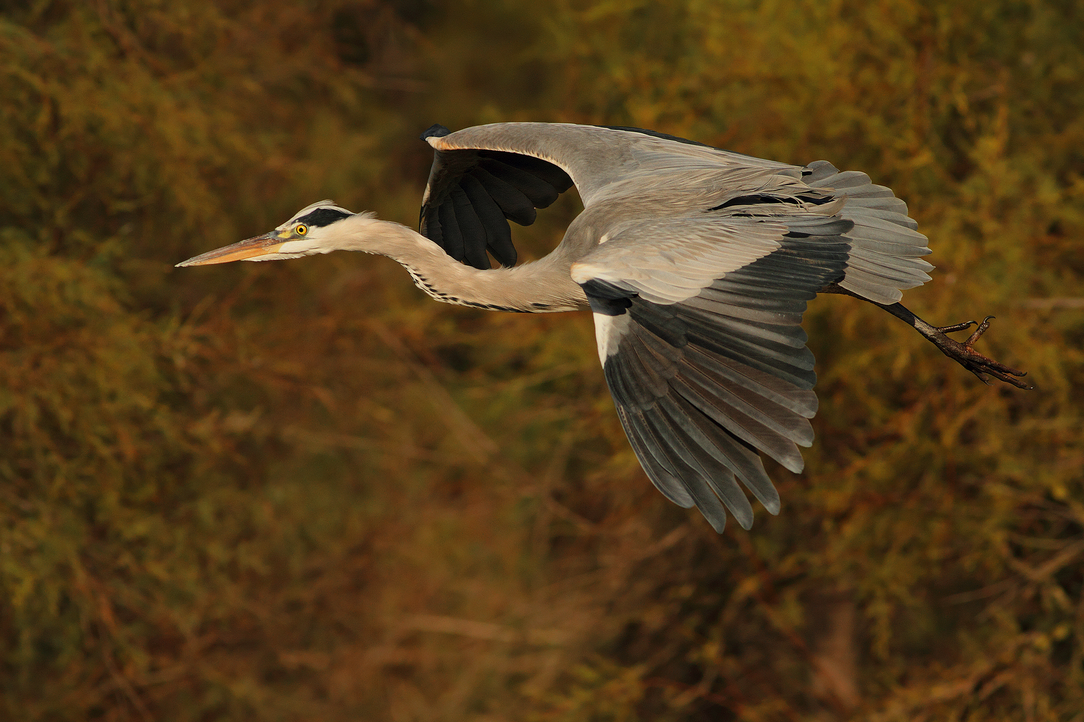 The Flight of the Heron