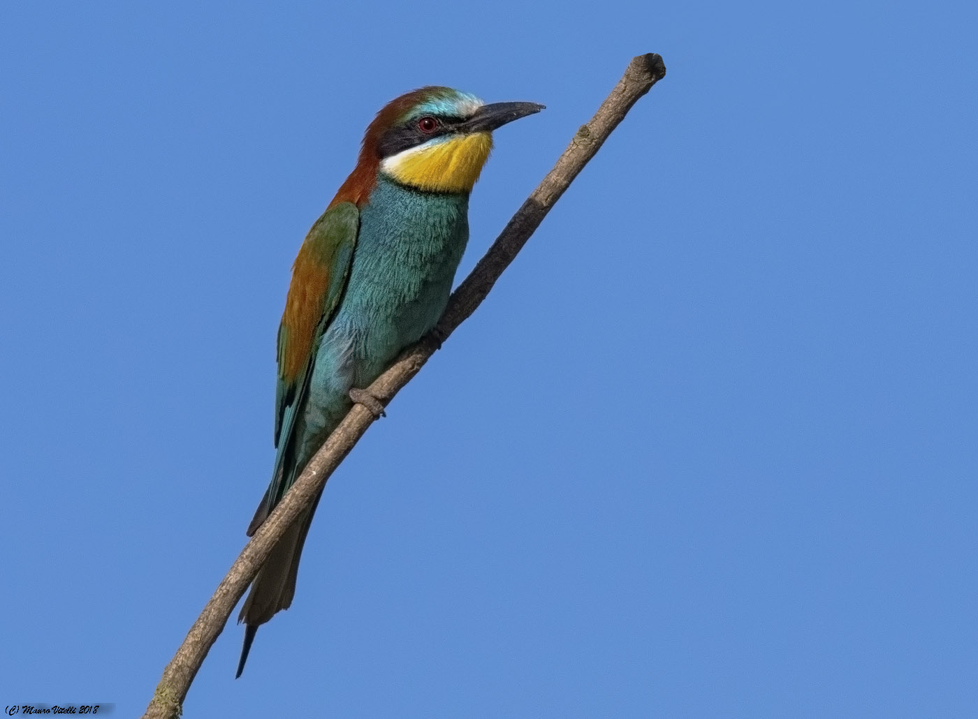 Eater (Merops Apiaster)