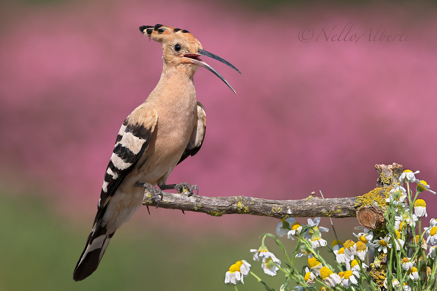 Hoopoe July 2018!