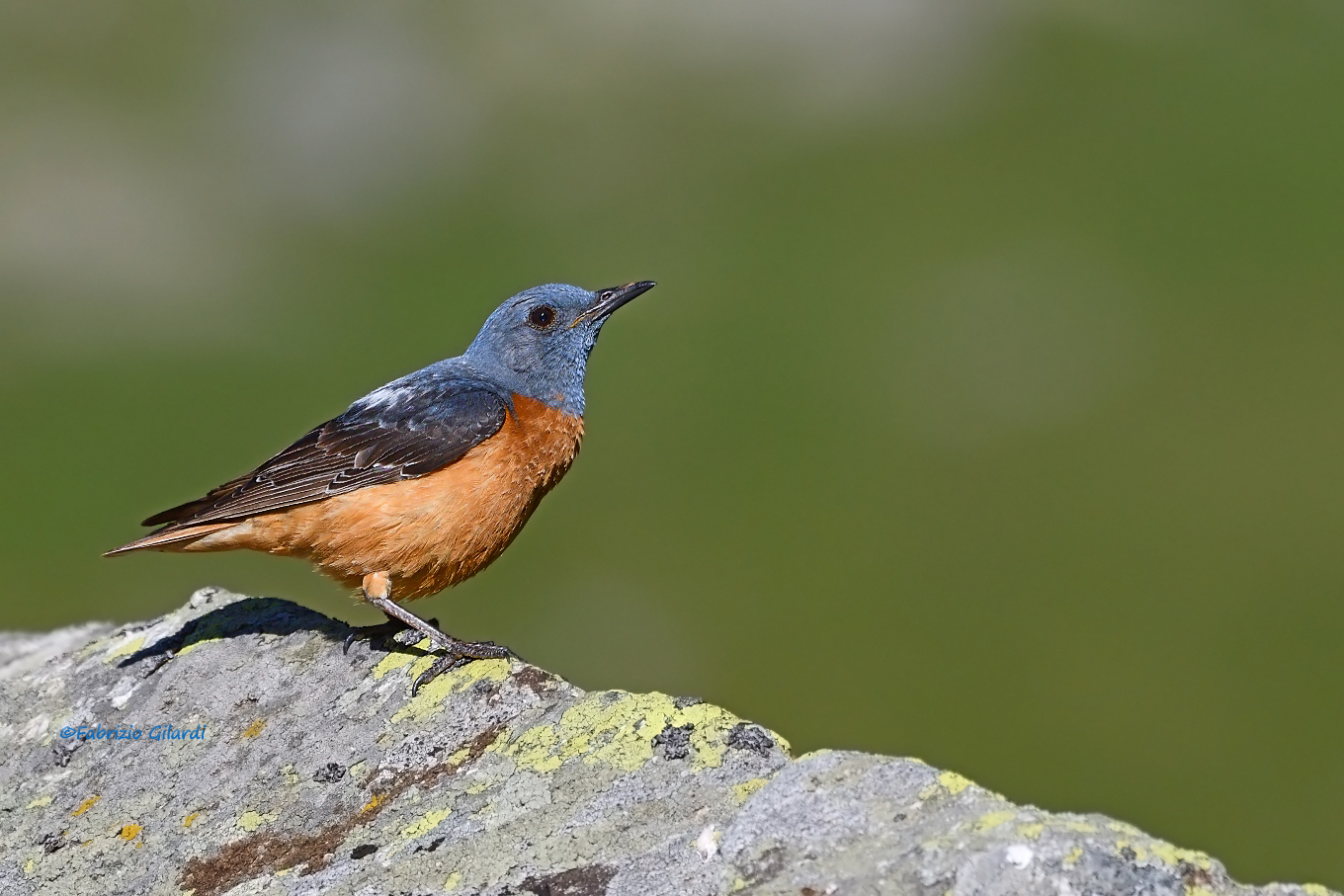 Monticola saxatilis (Codirossone)