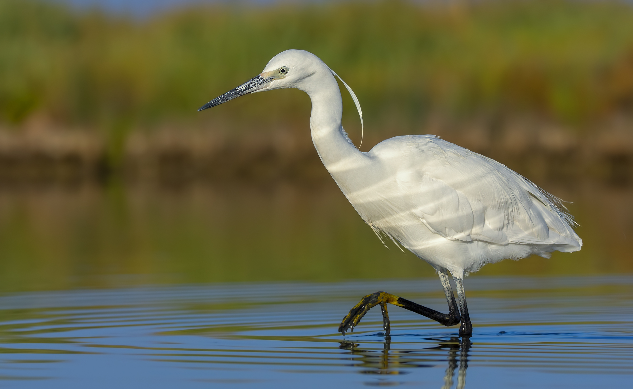 Egret