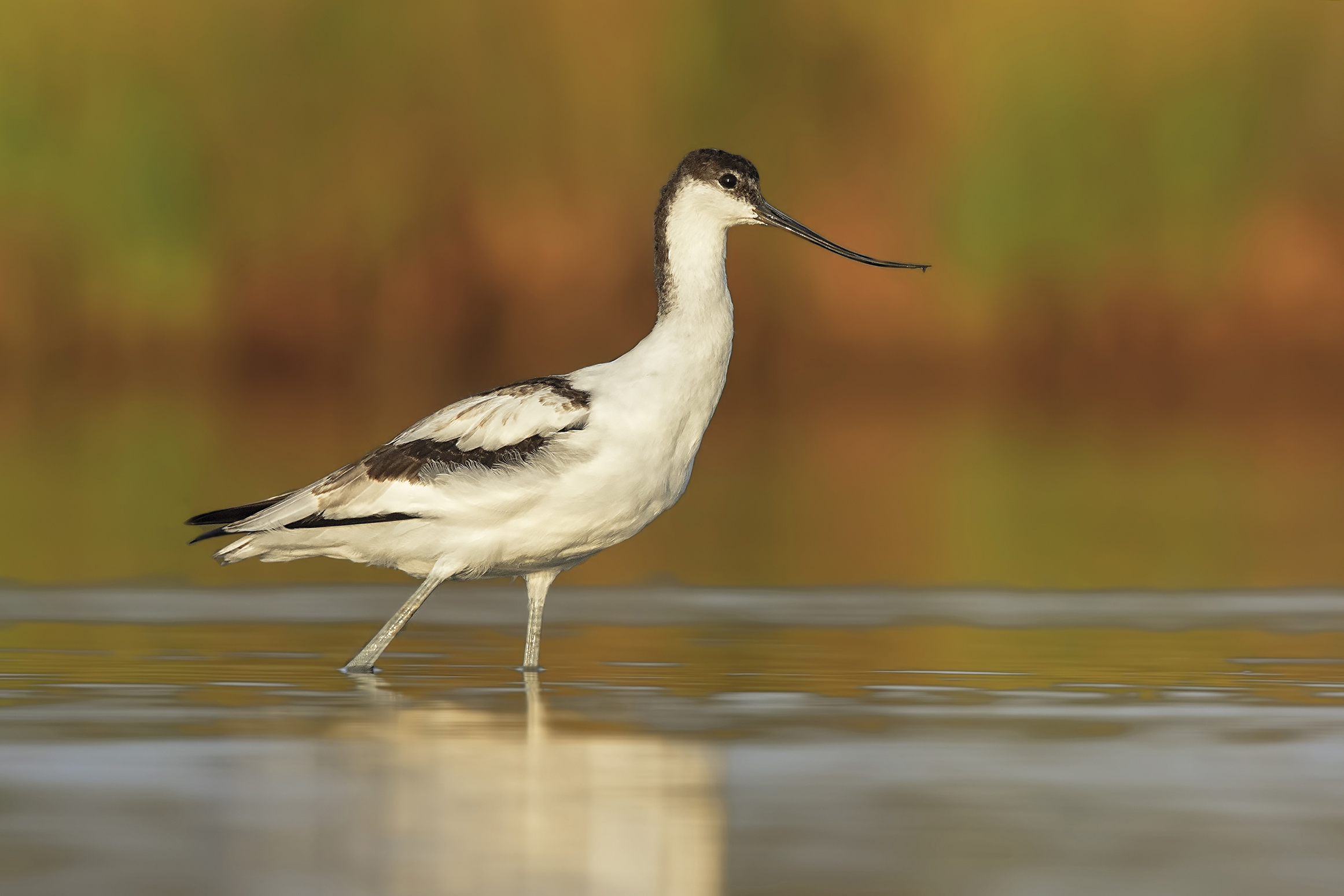 Avocet