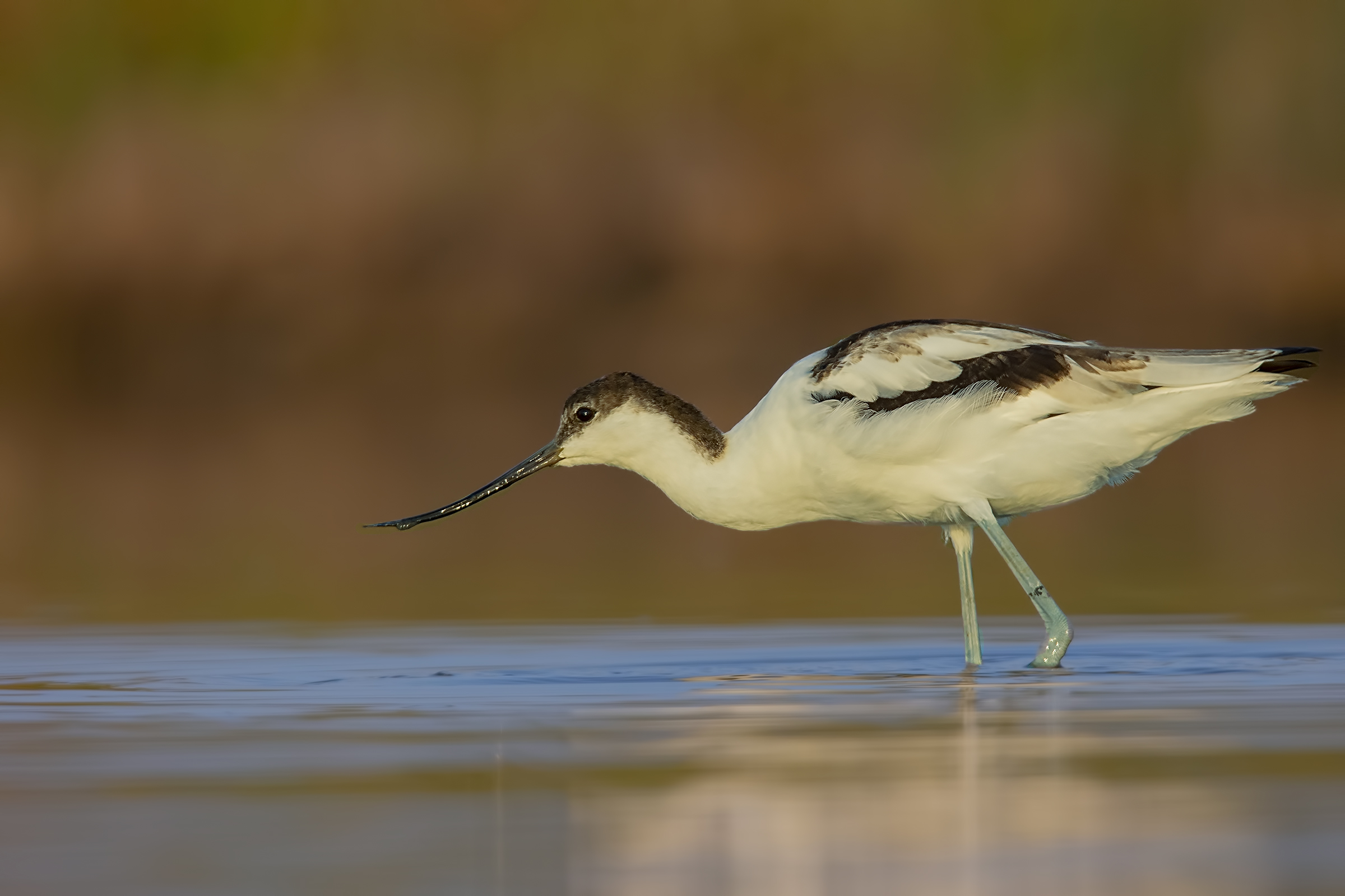 Avocet