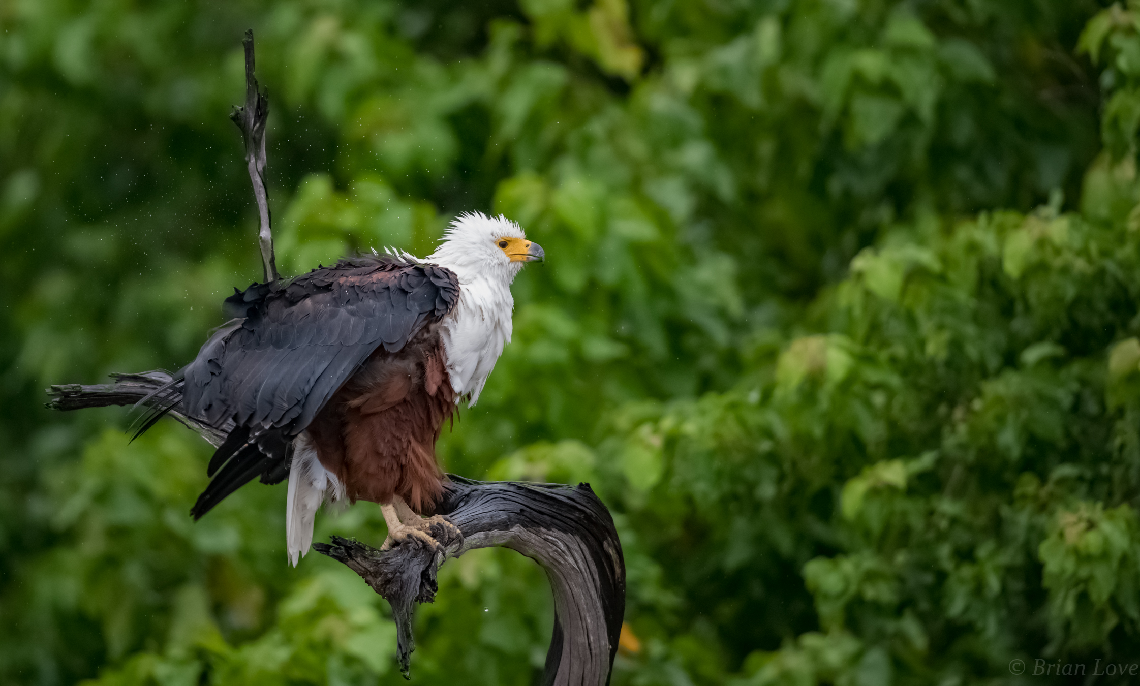 Scrollatevi di dosso!