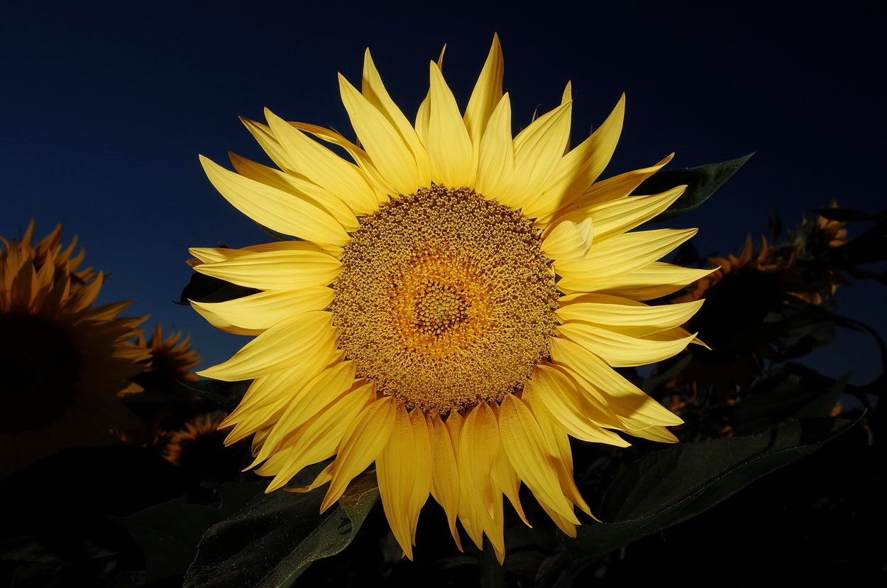 Girasole